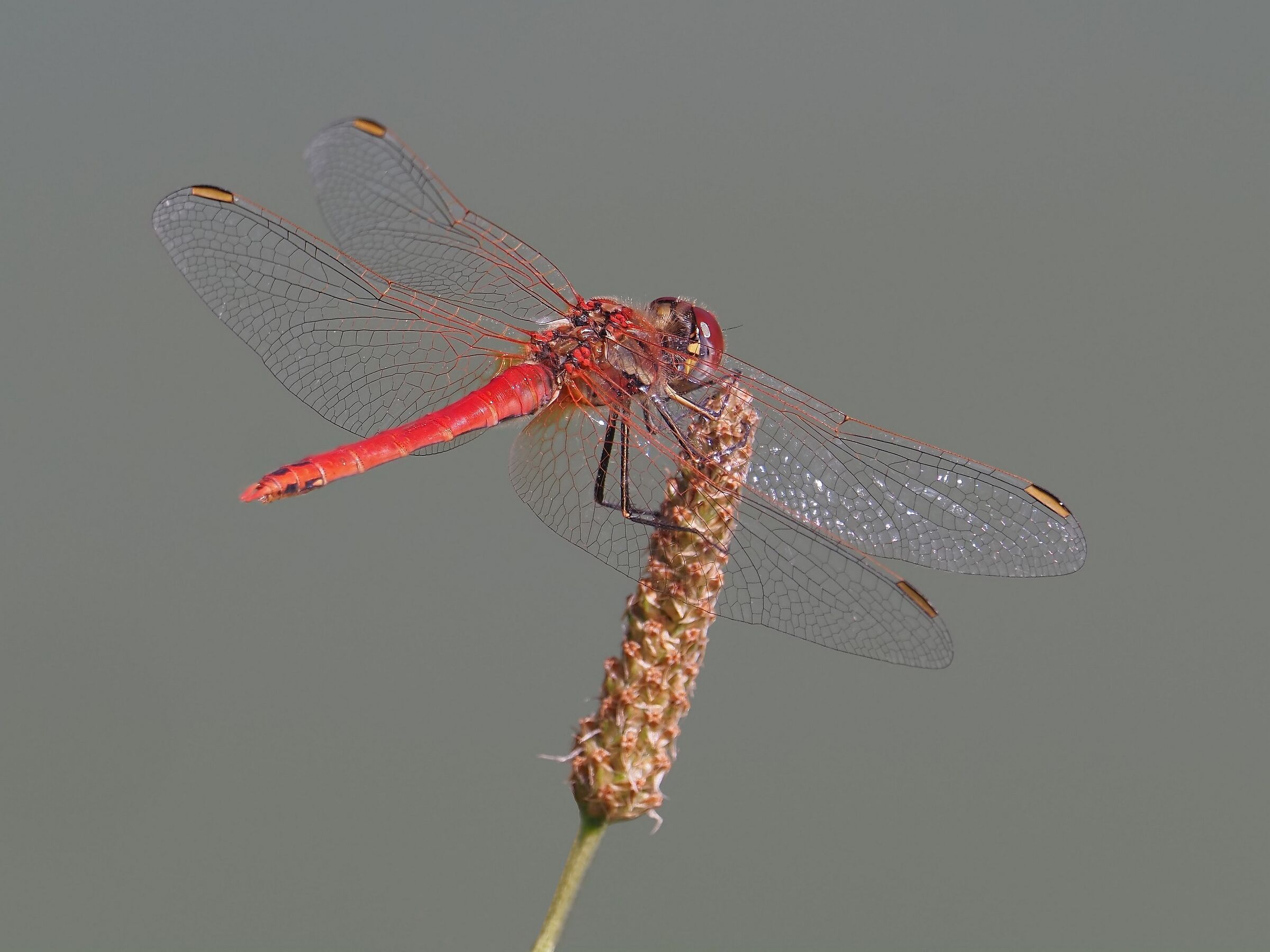 Red dragonfly...