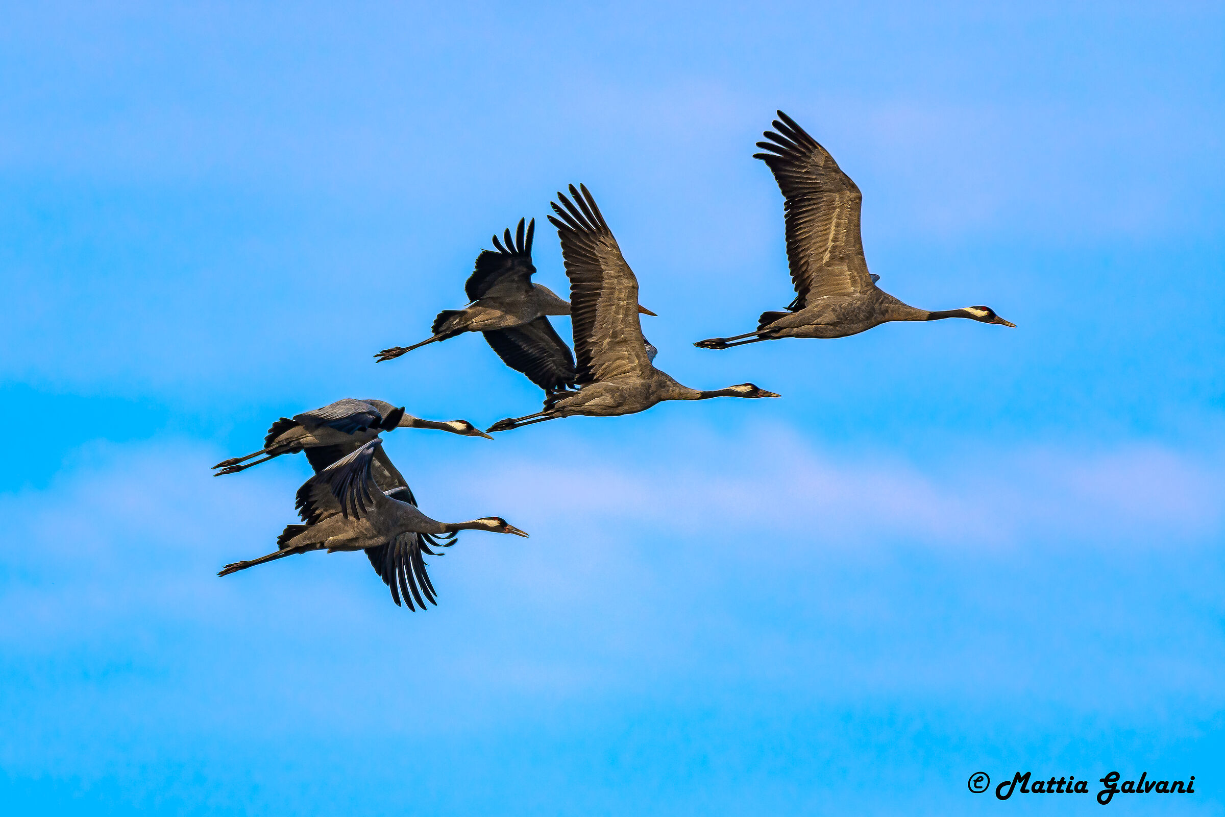 Crane in flock...