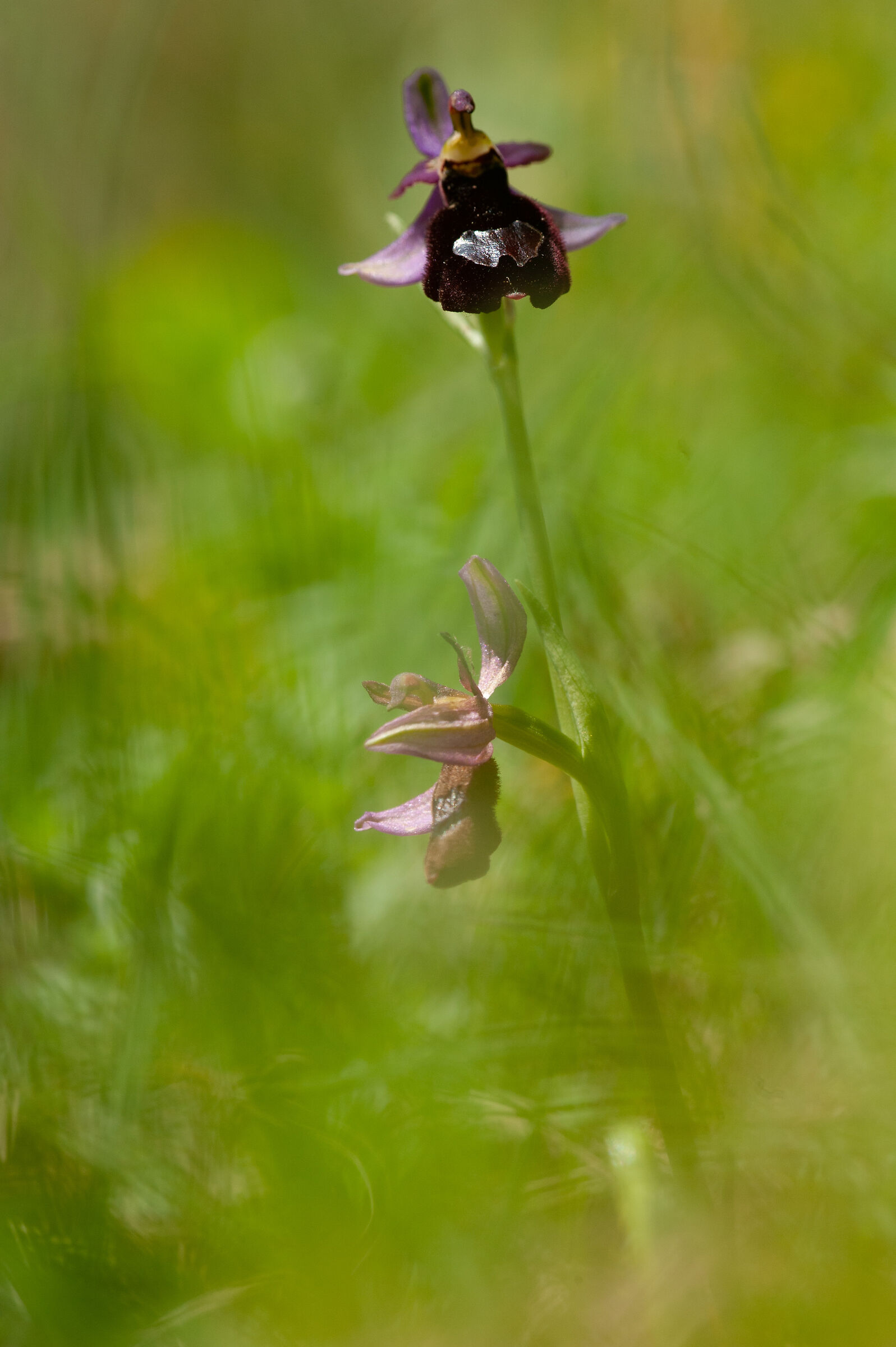 Ophrys benacensis...