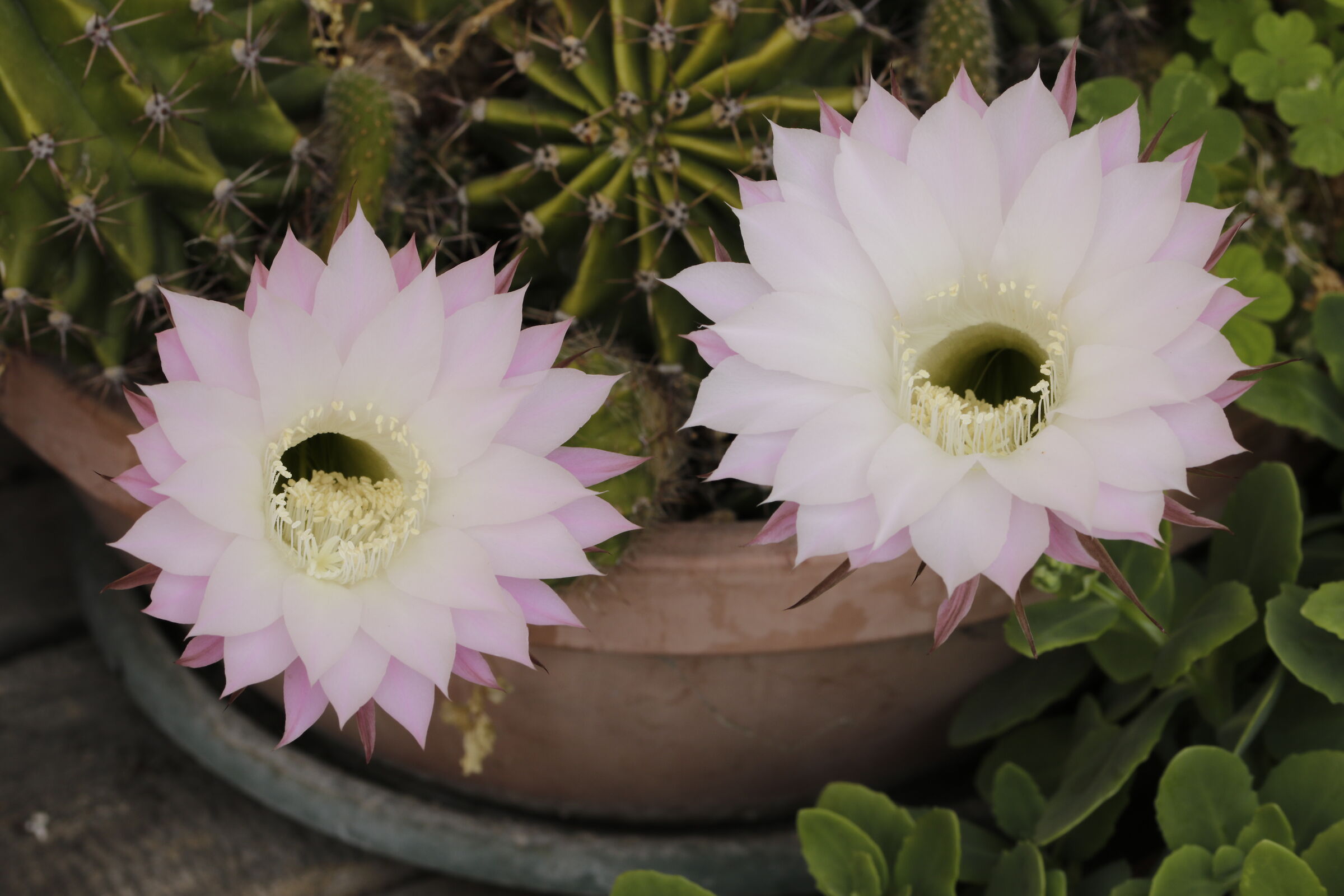 2 Pink echinopsis cactus flowers 6/06/2022...