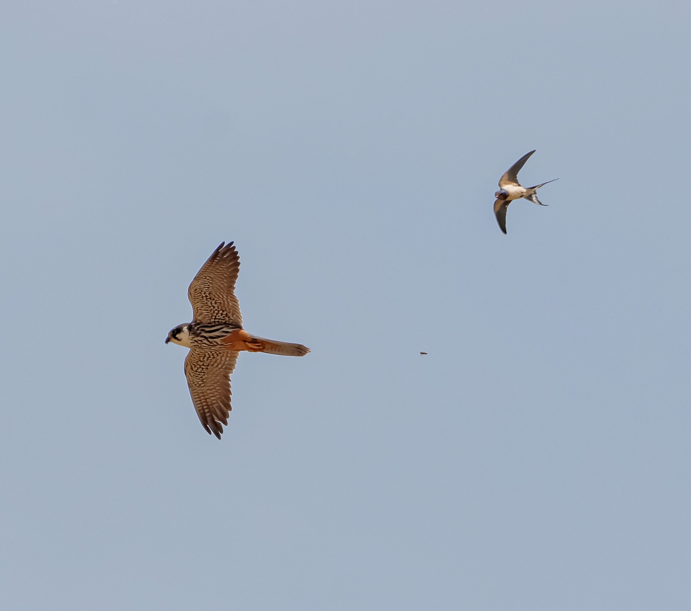 Falco Subbuteo (lodolaio) in flight with swallow 4/06/2022...