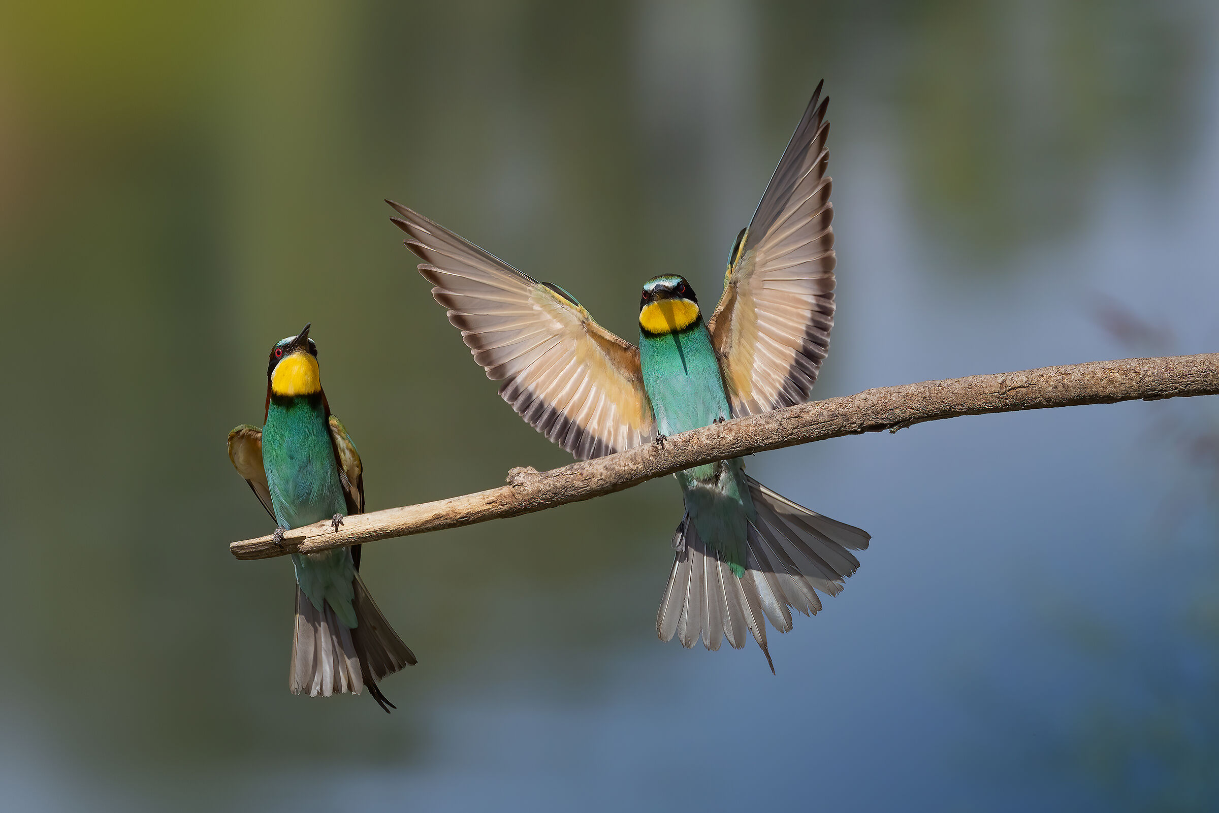 Bee-eaters 2022 - Taro River...