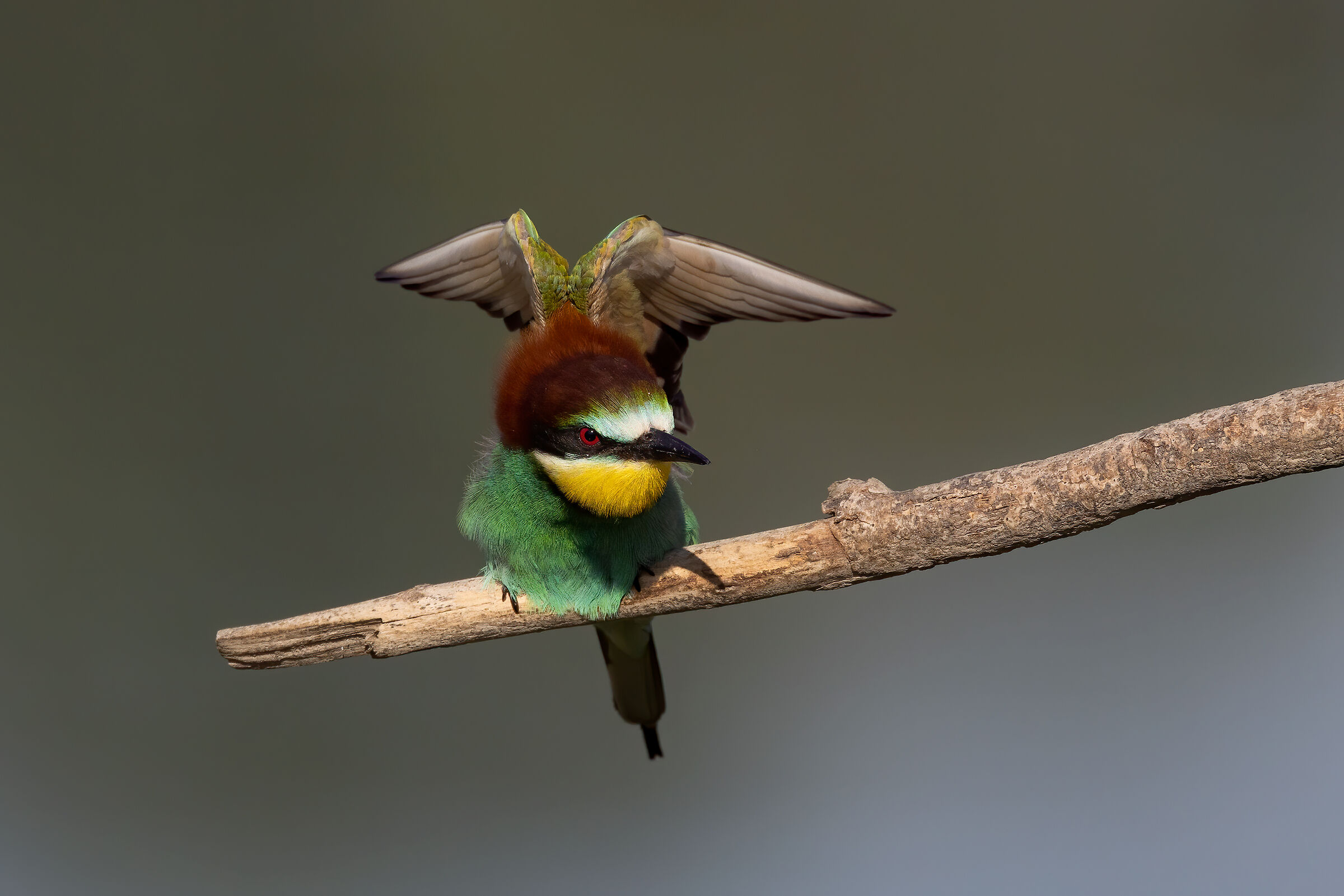 Bee-eaters 2022 - Taro River...