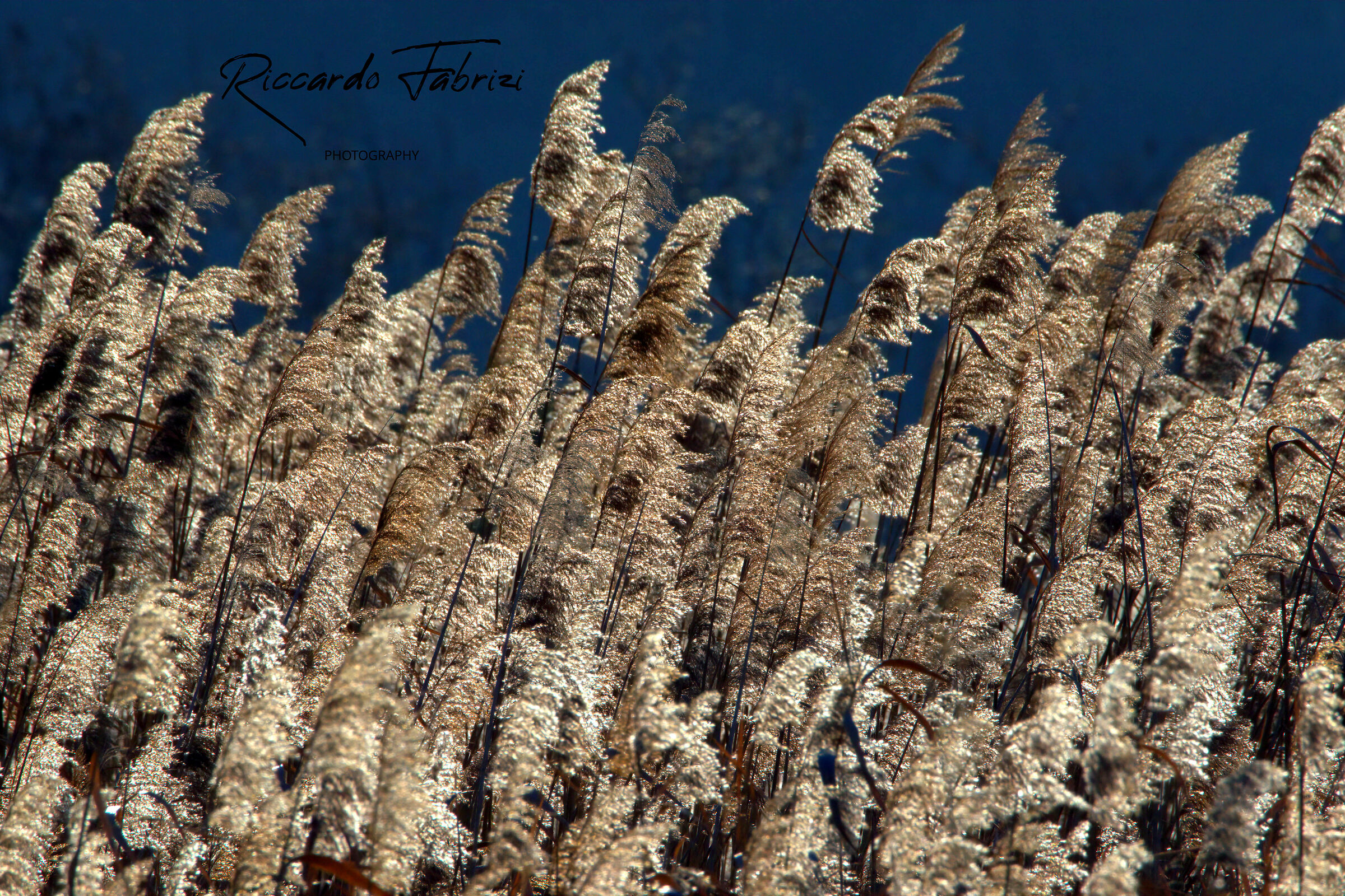 The magic of reeds...