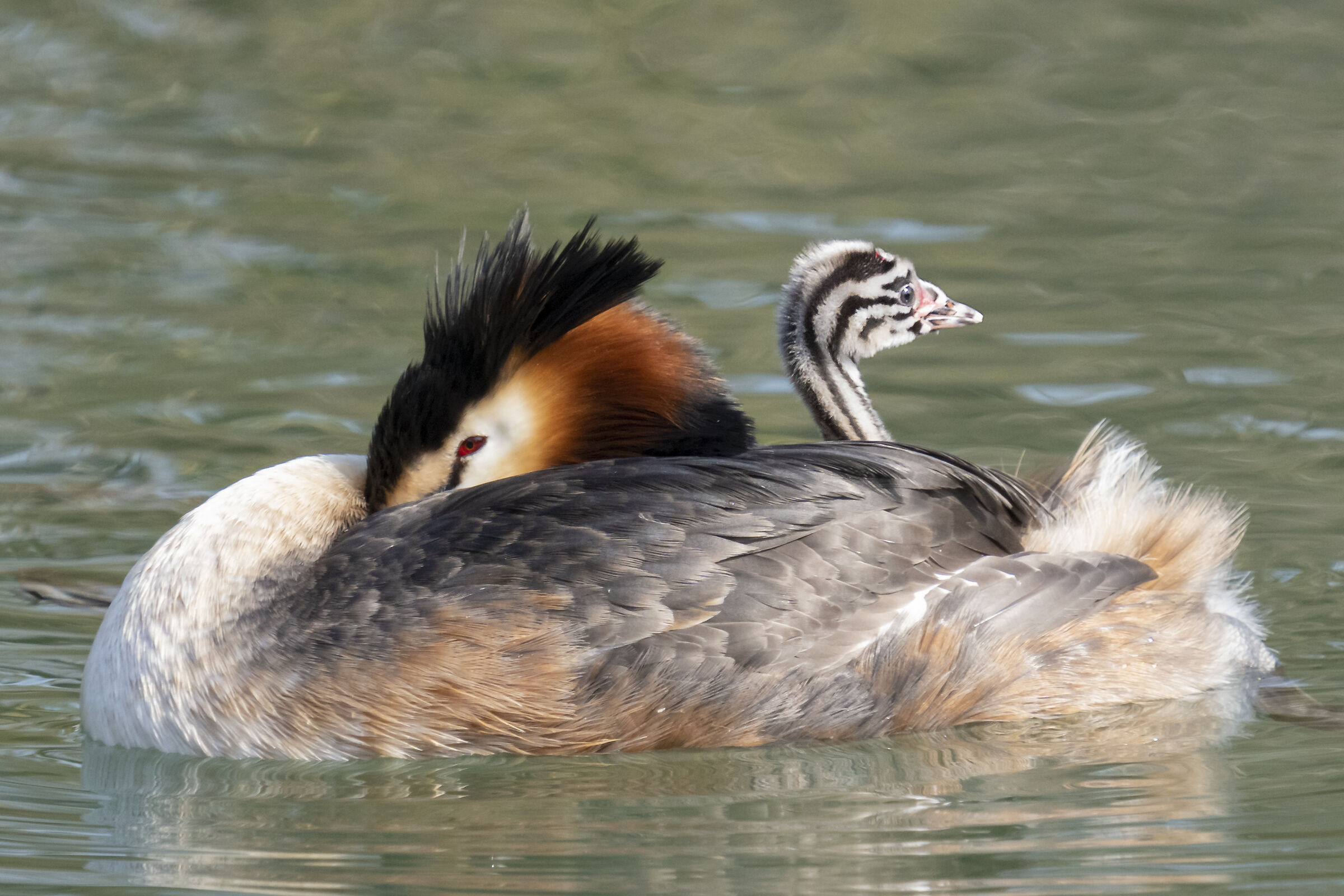 Grebe with pullets...