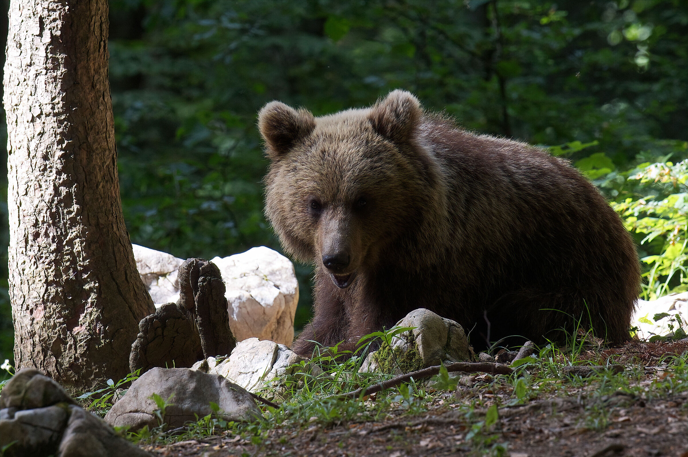 Slovenian bear...