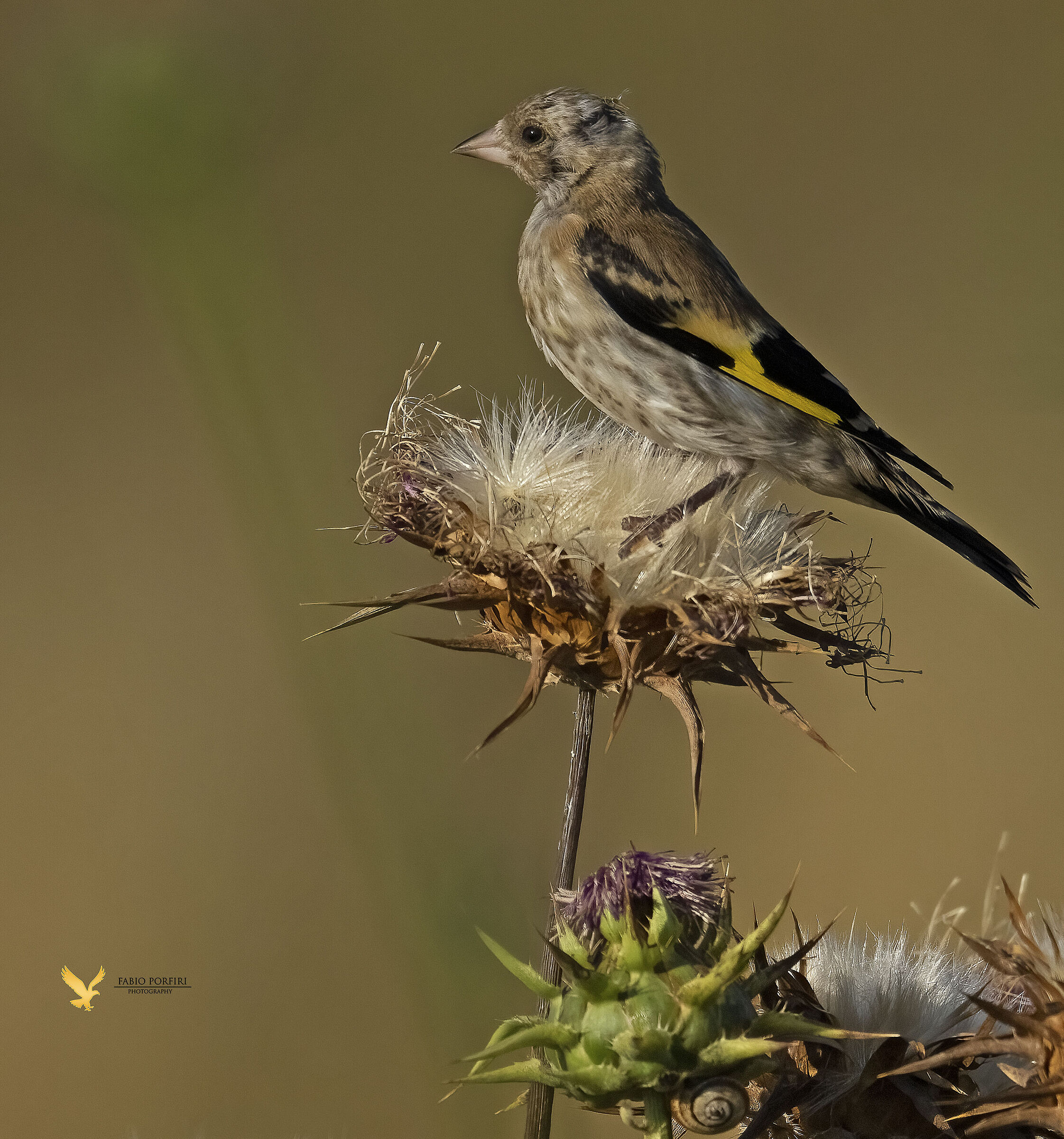 The goldfinch among the thistles ...... ...