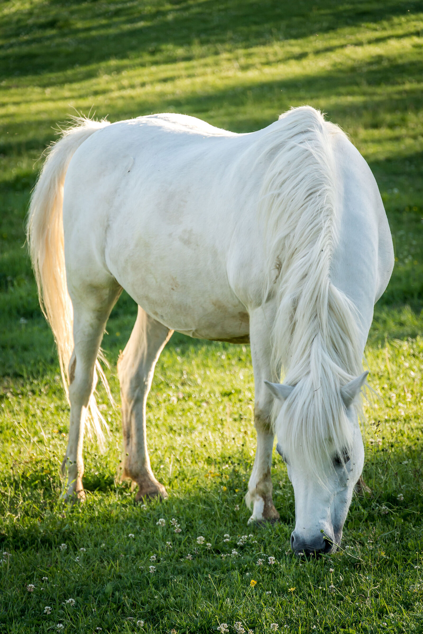White horse...
