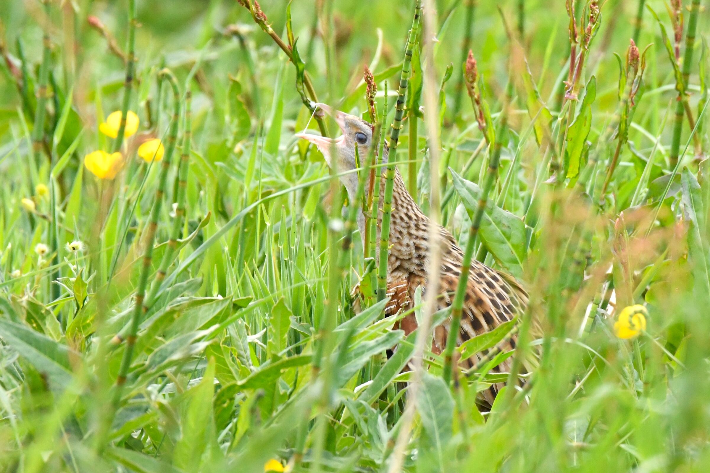 King of quails (Corncrake)...