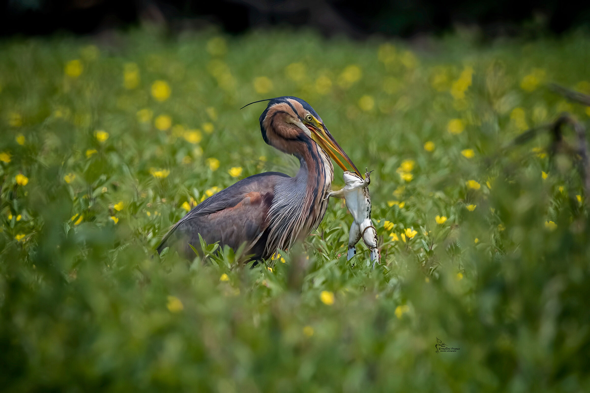 Red heron with prey...