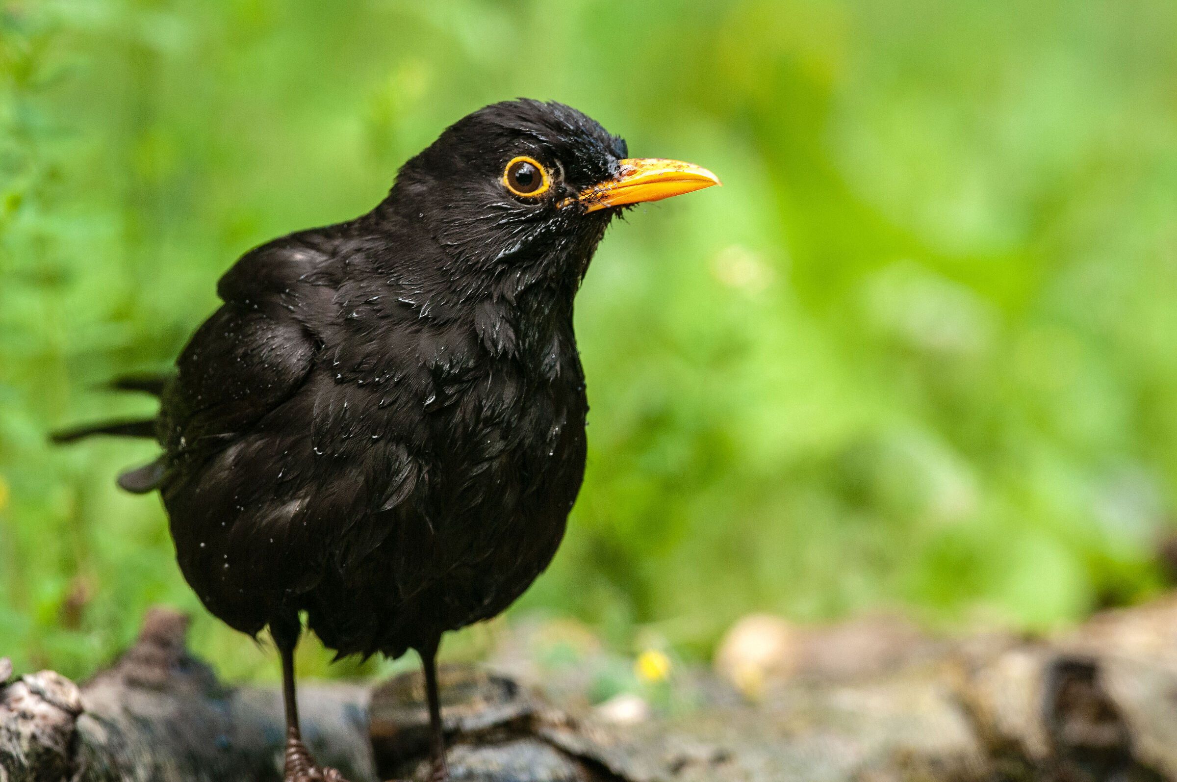 Adult Blackbird...