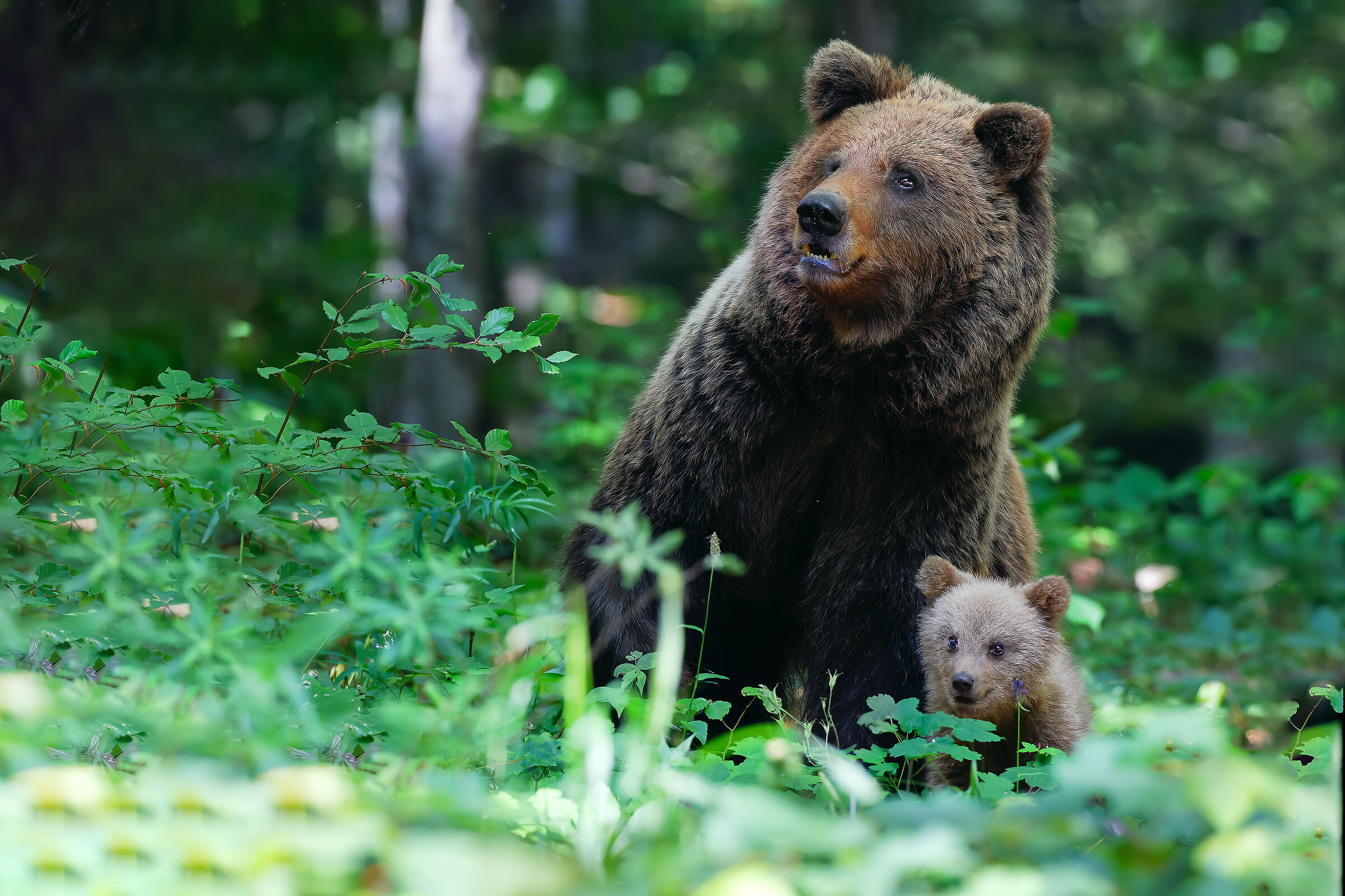 BROWN BEAR with small ...