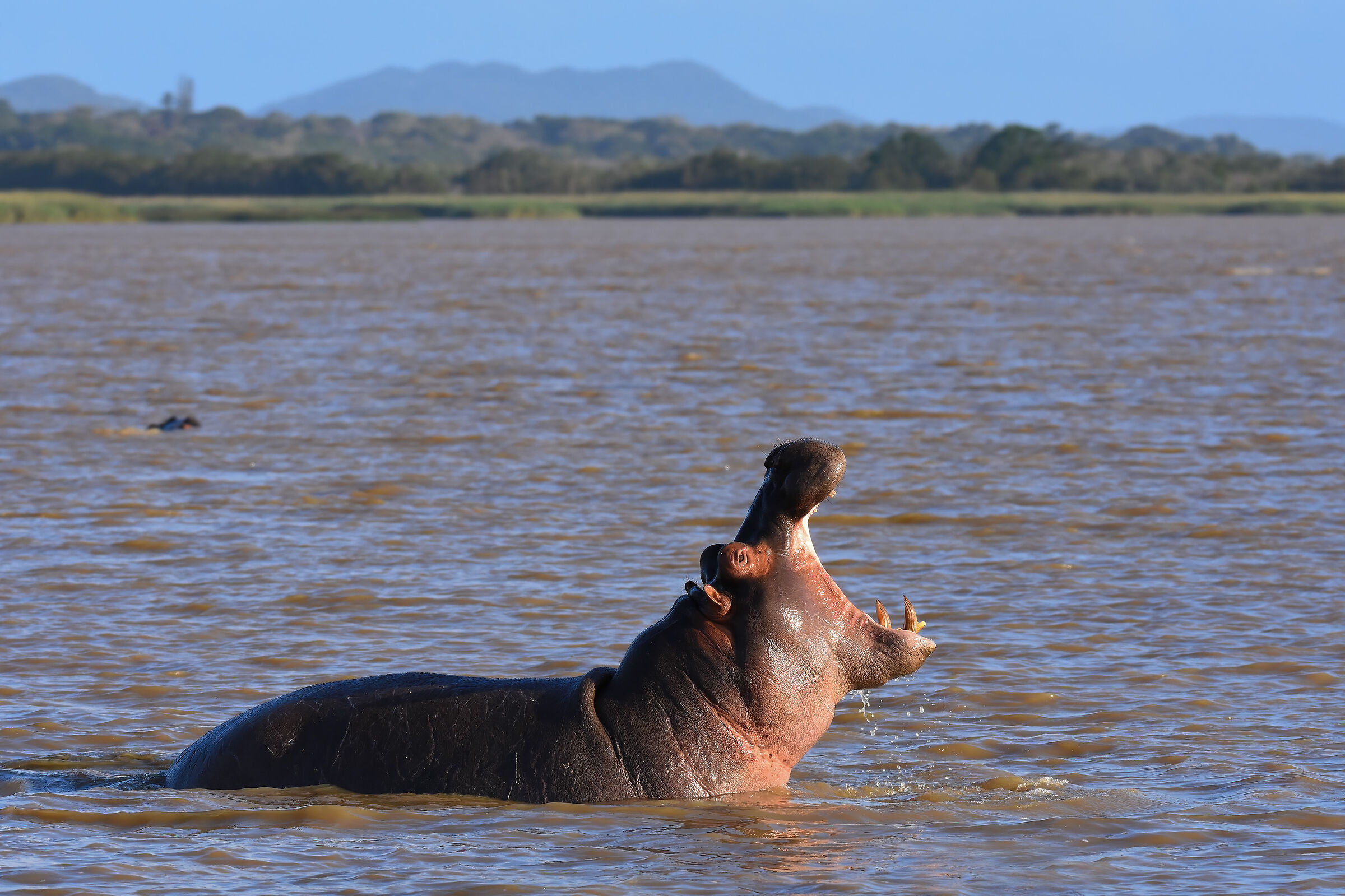 Hippopotamus (South Africa)...