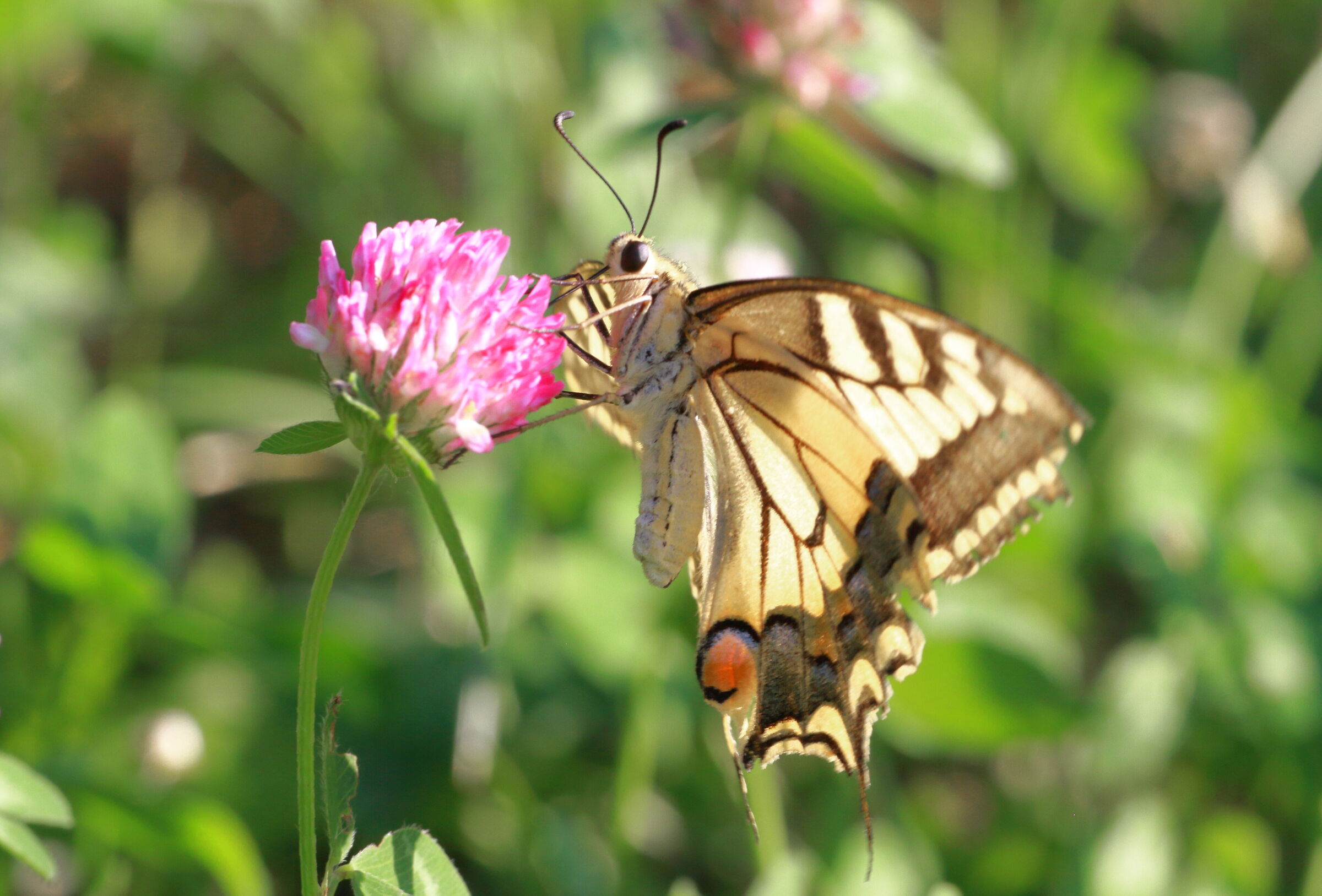 Papilio machaon.2...