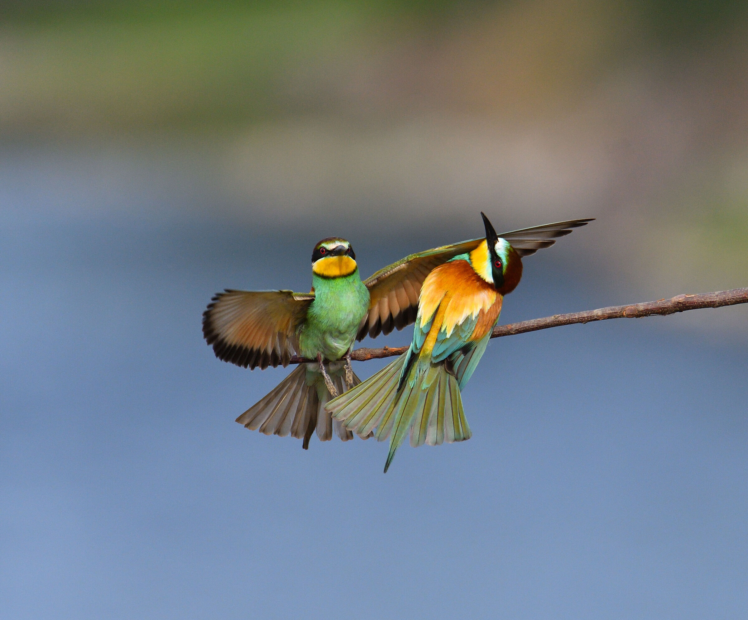 The dance of the bee-eaters...