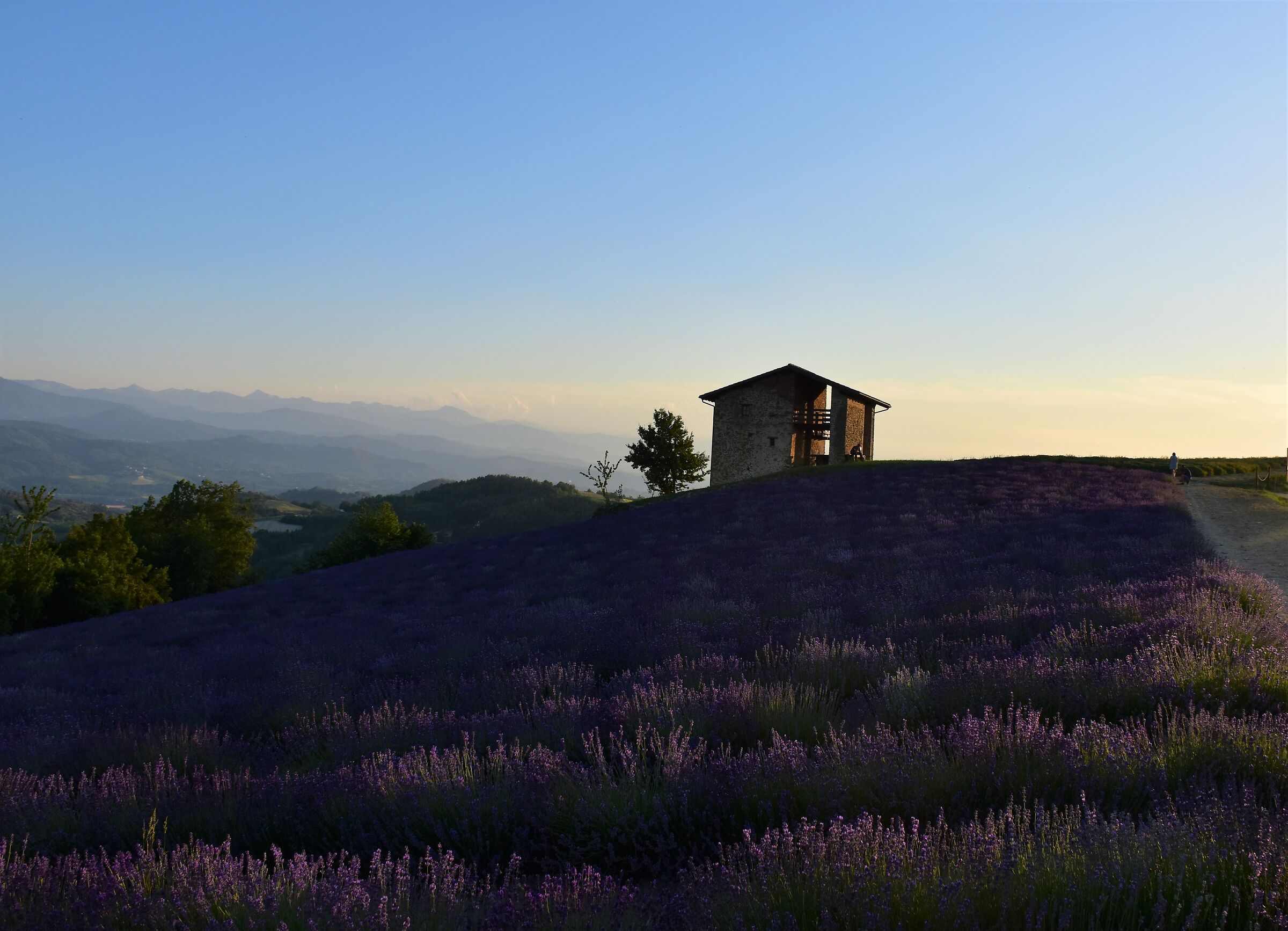 lavender at sunset Sale S.Giovanni (CN)...