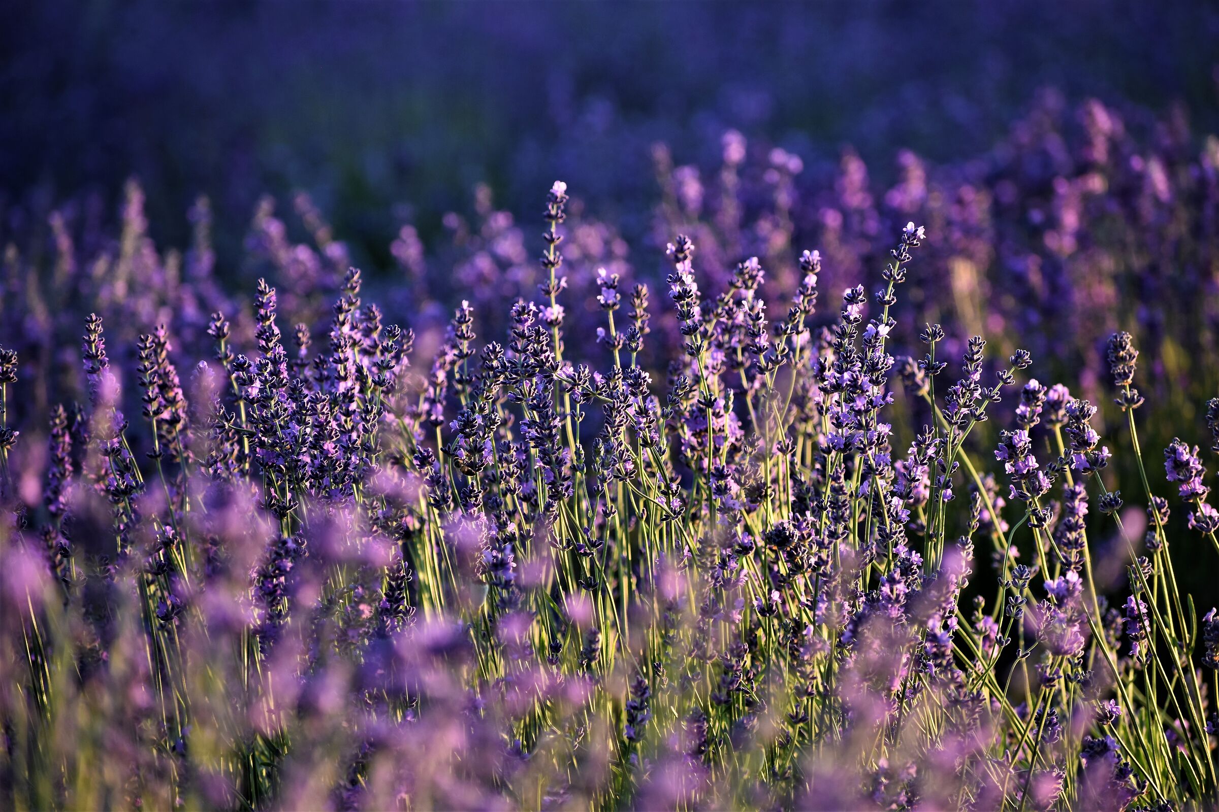 lavender flowering Salt St. John (CN)...