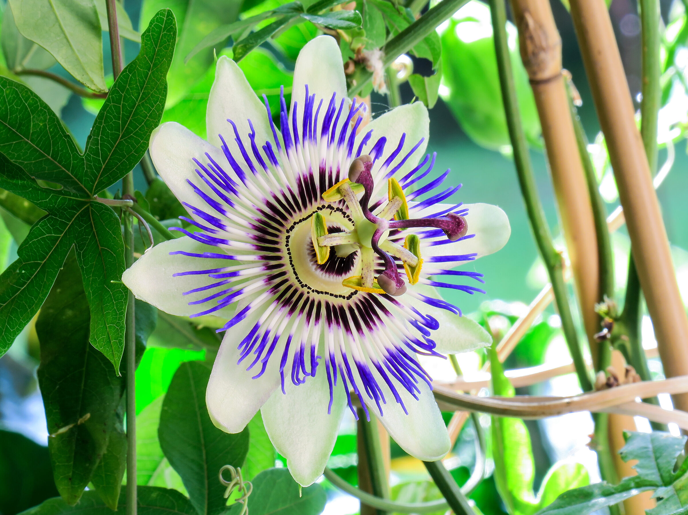 Home Passionflower...