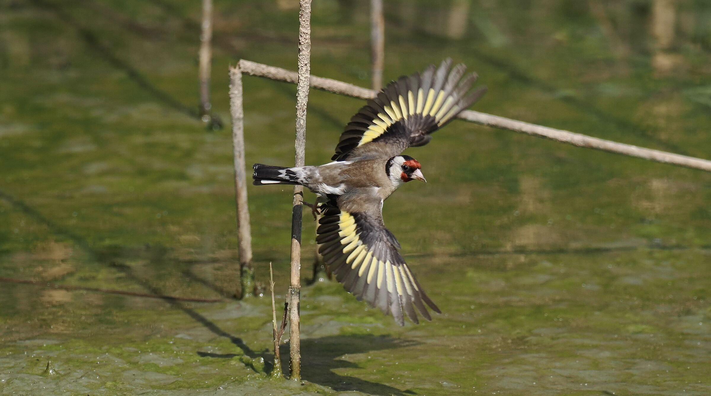 Goldfinch in flight...