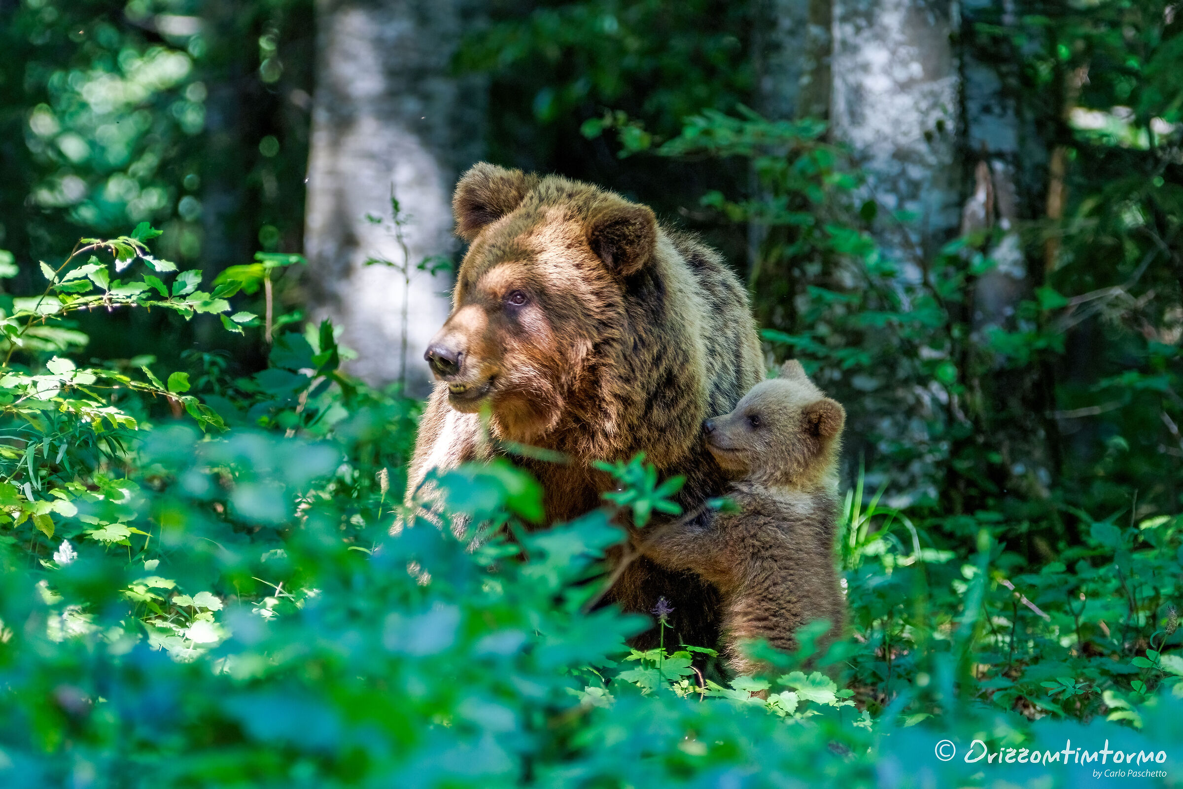 Bear watching in Slovenia...