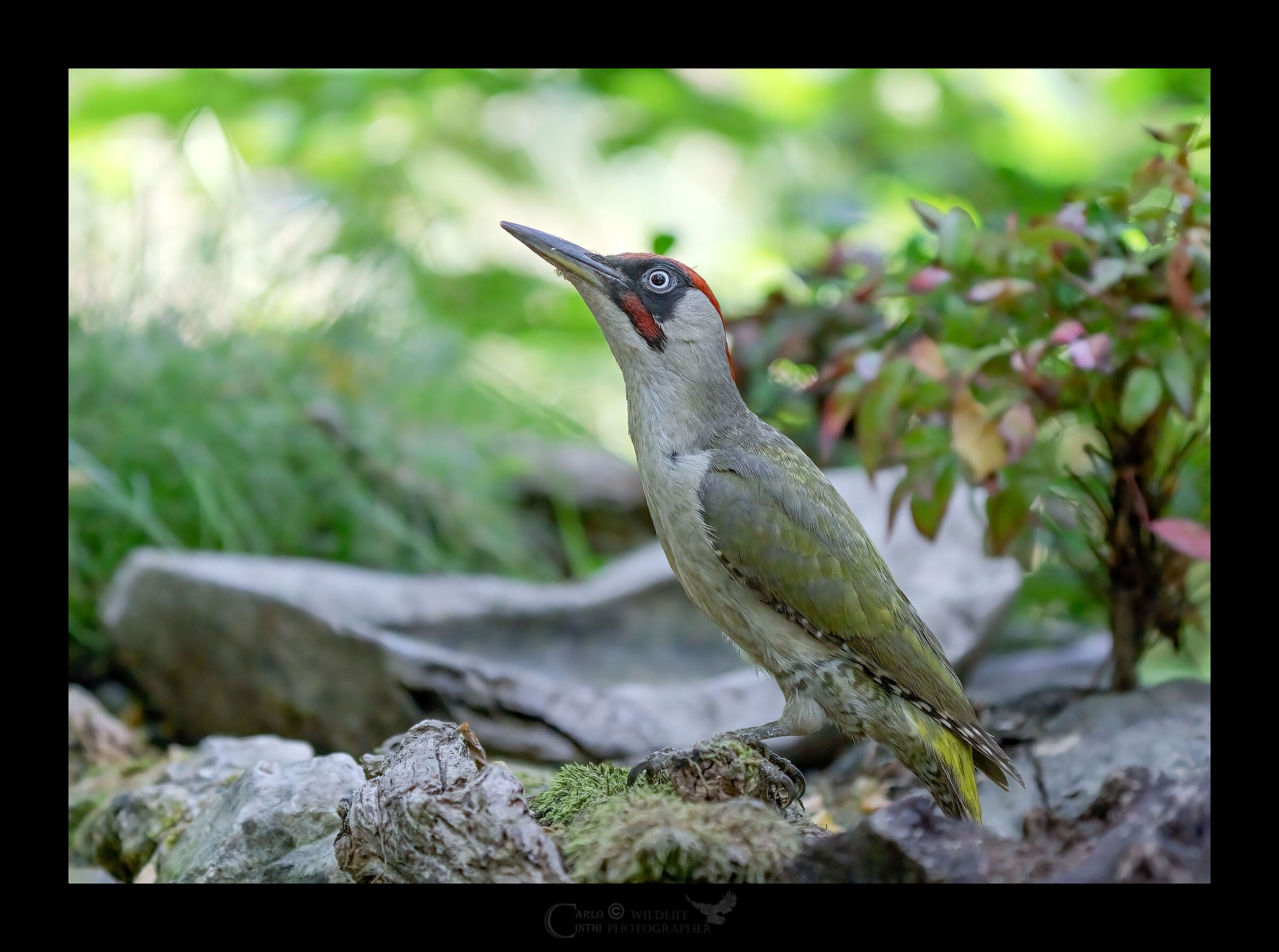 Male green woodpecker...