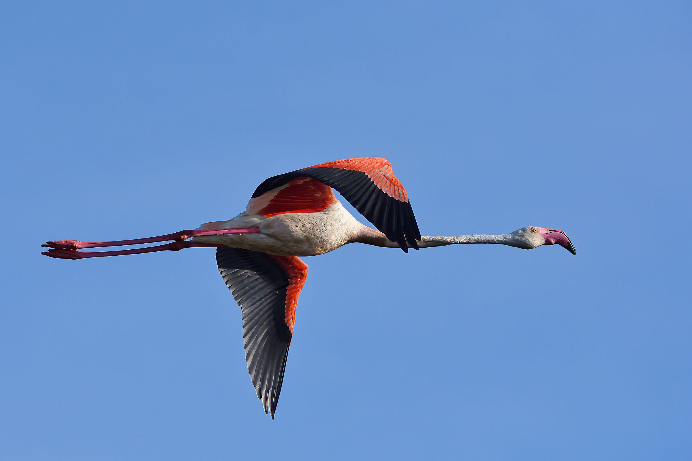 Flamingo (18-6-2022)...