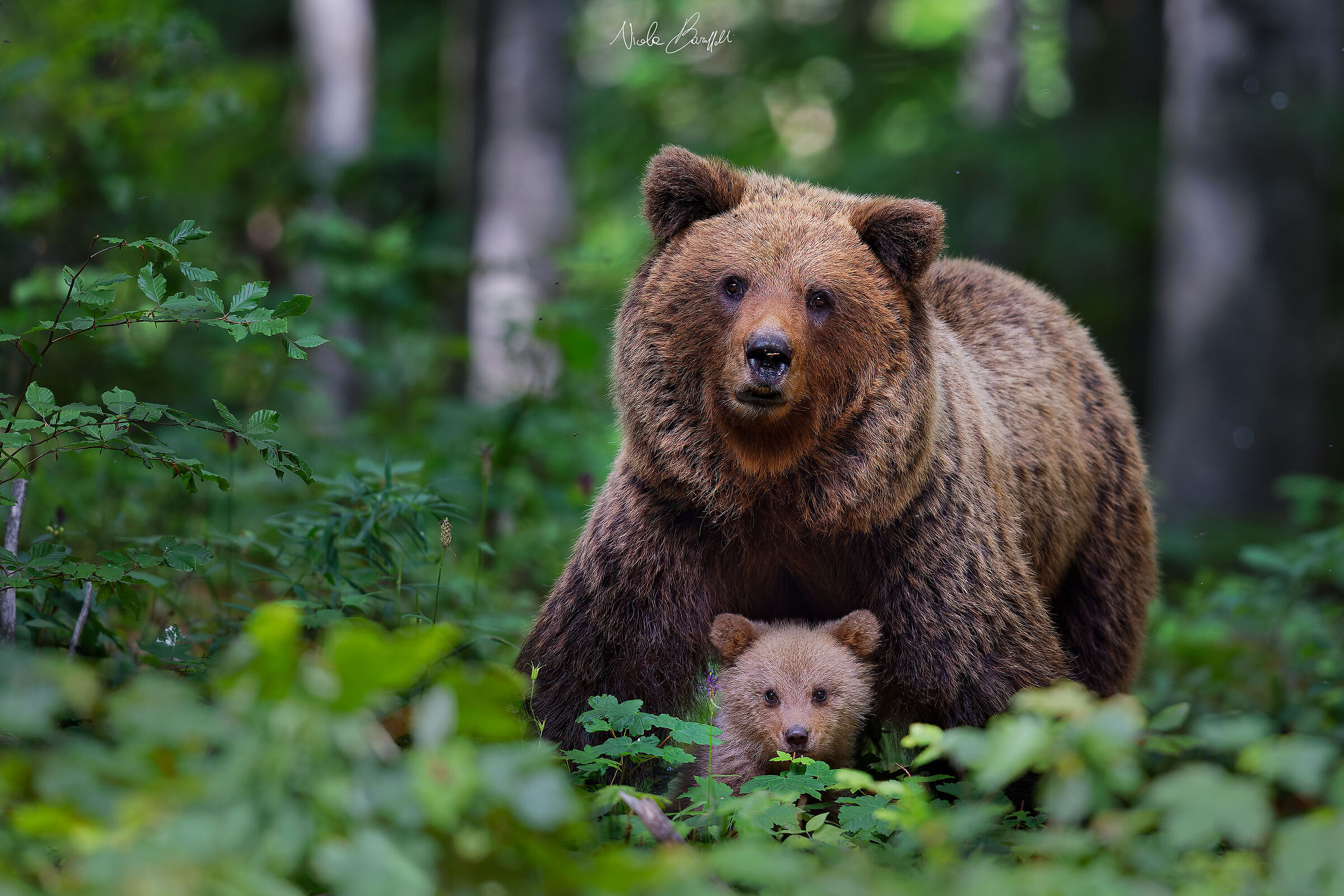 Maternal protection - The bear and mother bear...