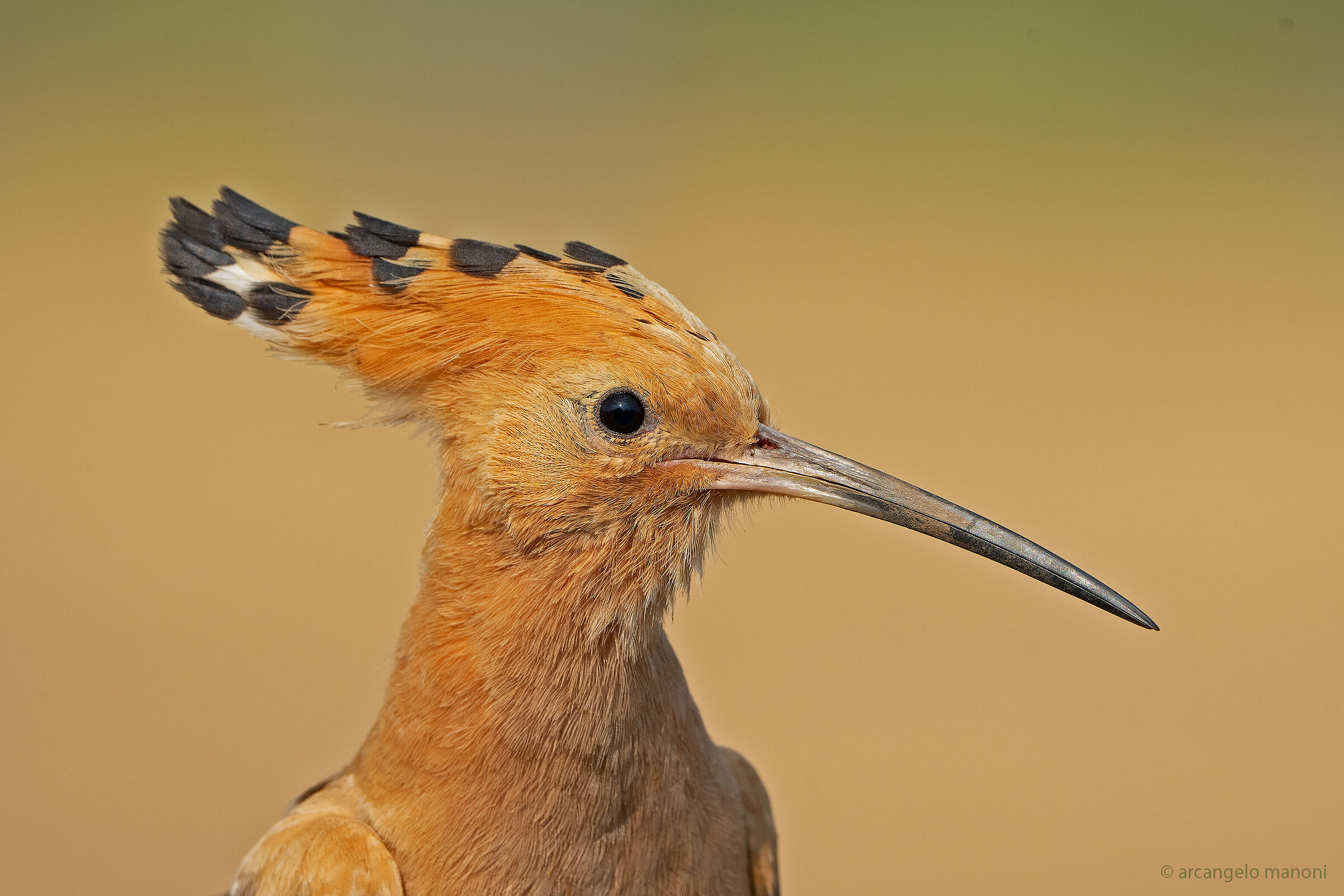 Close-up to the hoopoe...