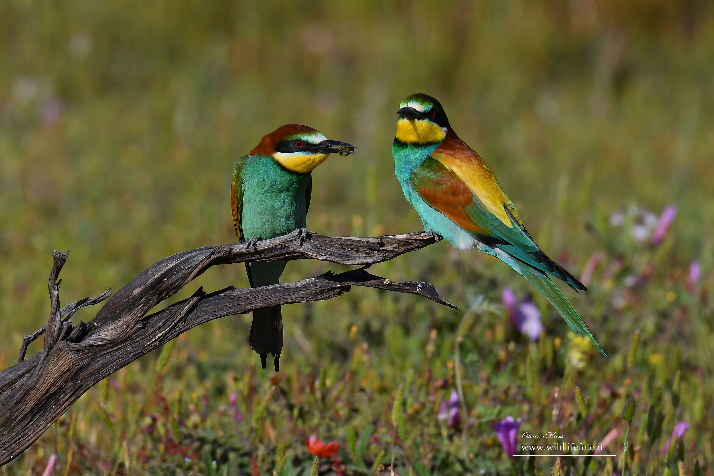 Bee-eaters www.wildlifefoto.it workshops in Sardinia...