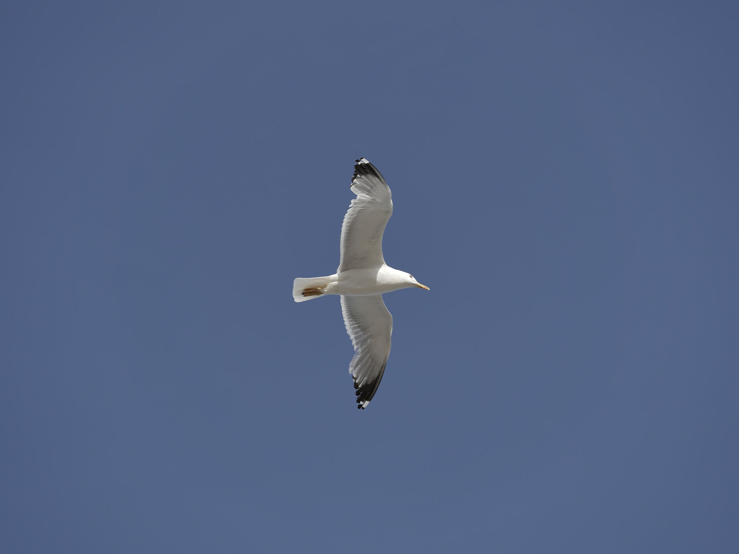 Common gull ...
