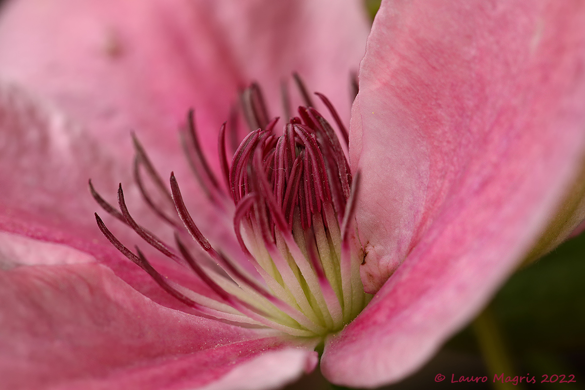 In the heart of clematis ...