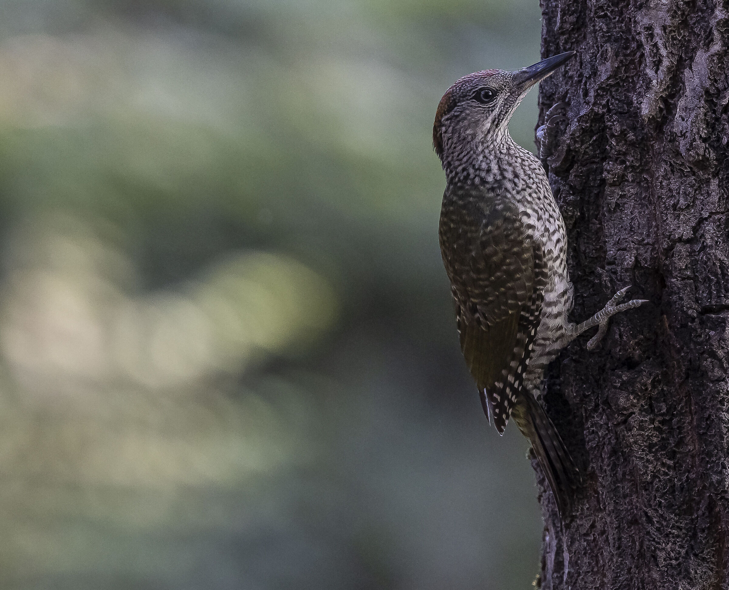 Green woodpecker - Picus Viridis...