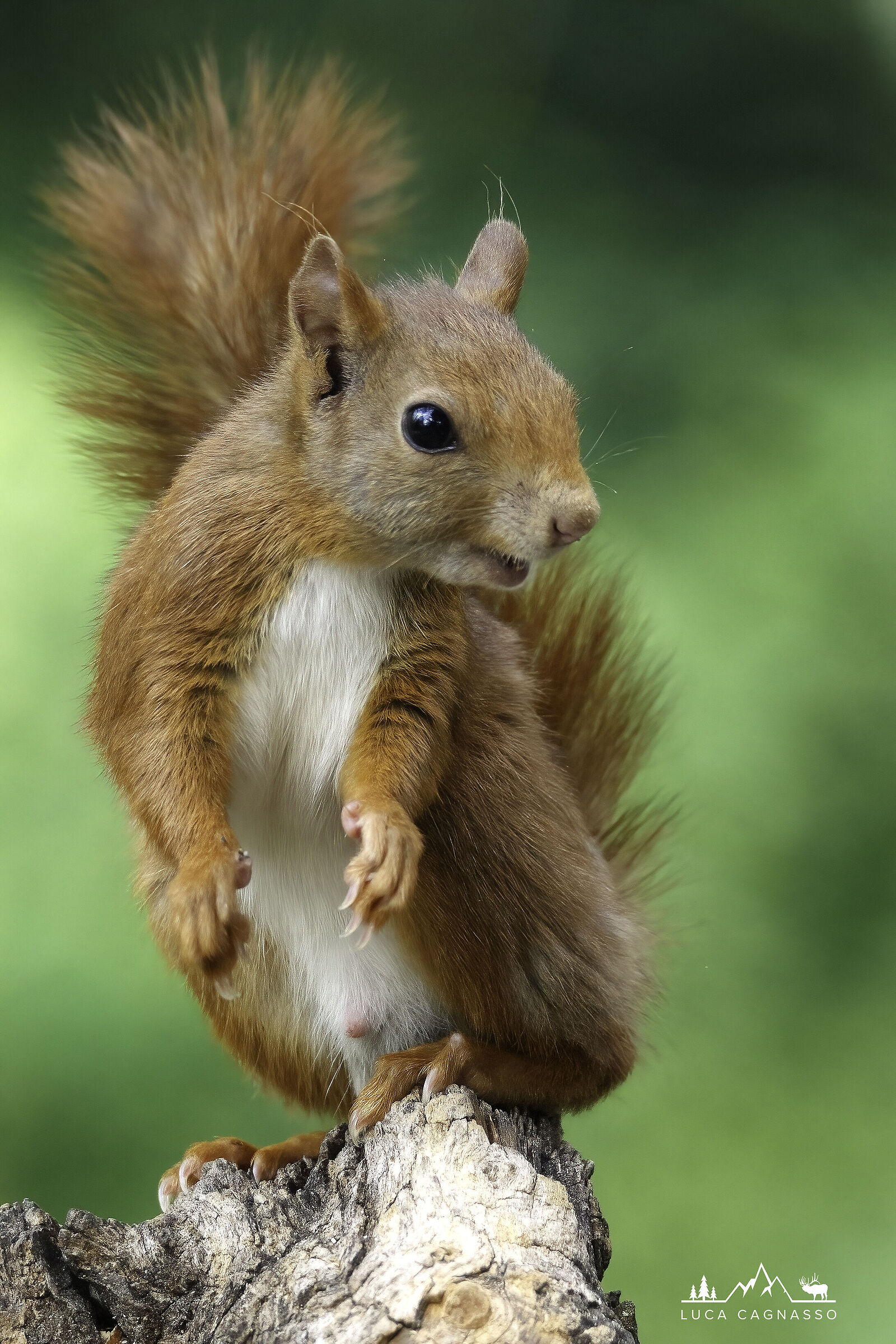 Red squirrel 02...