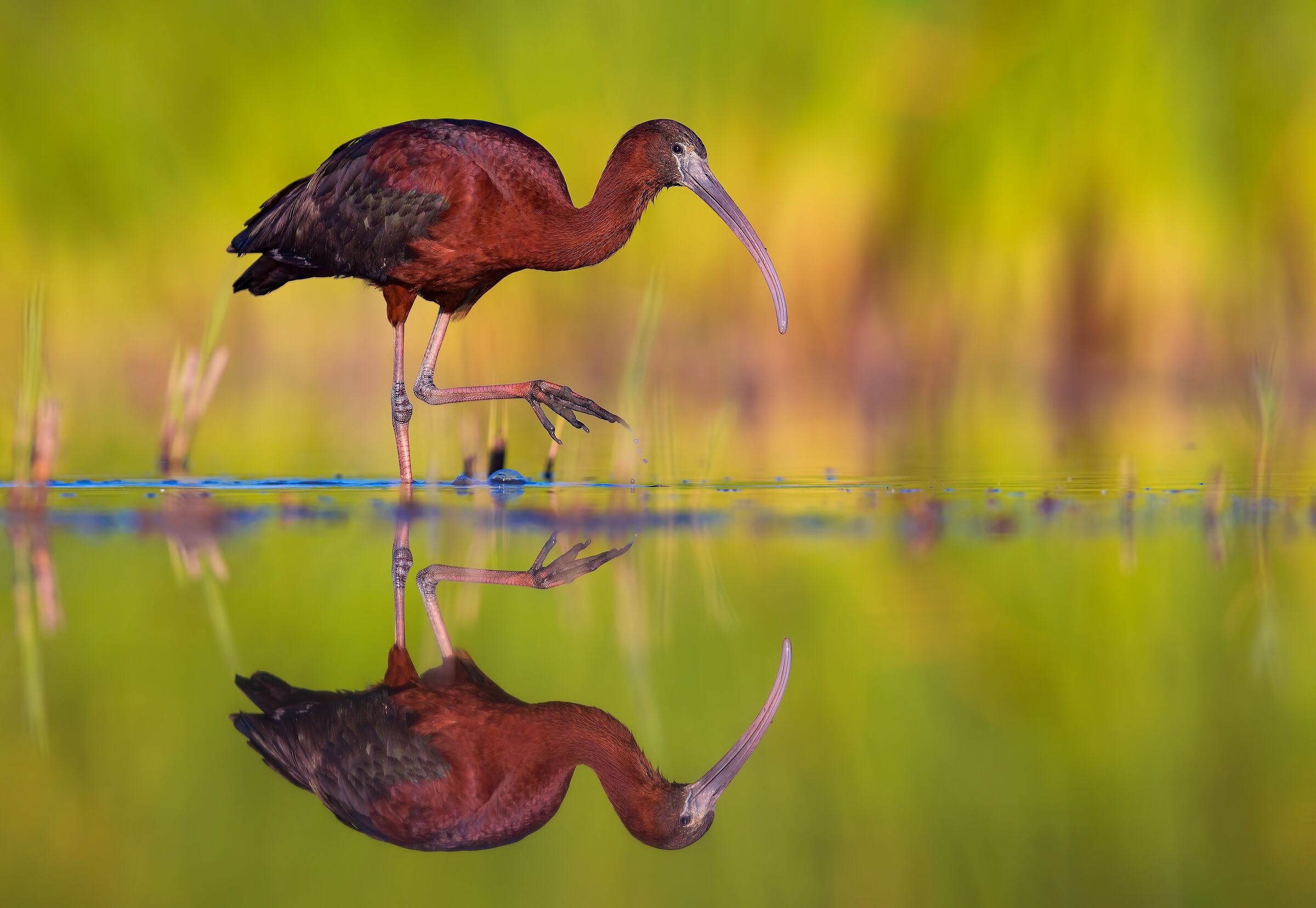 Glossy ibis...
