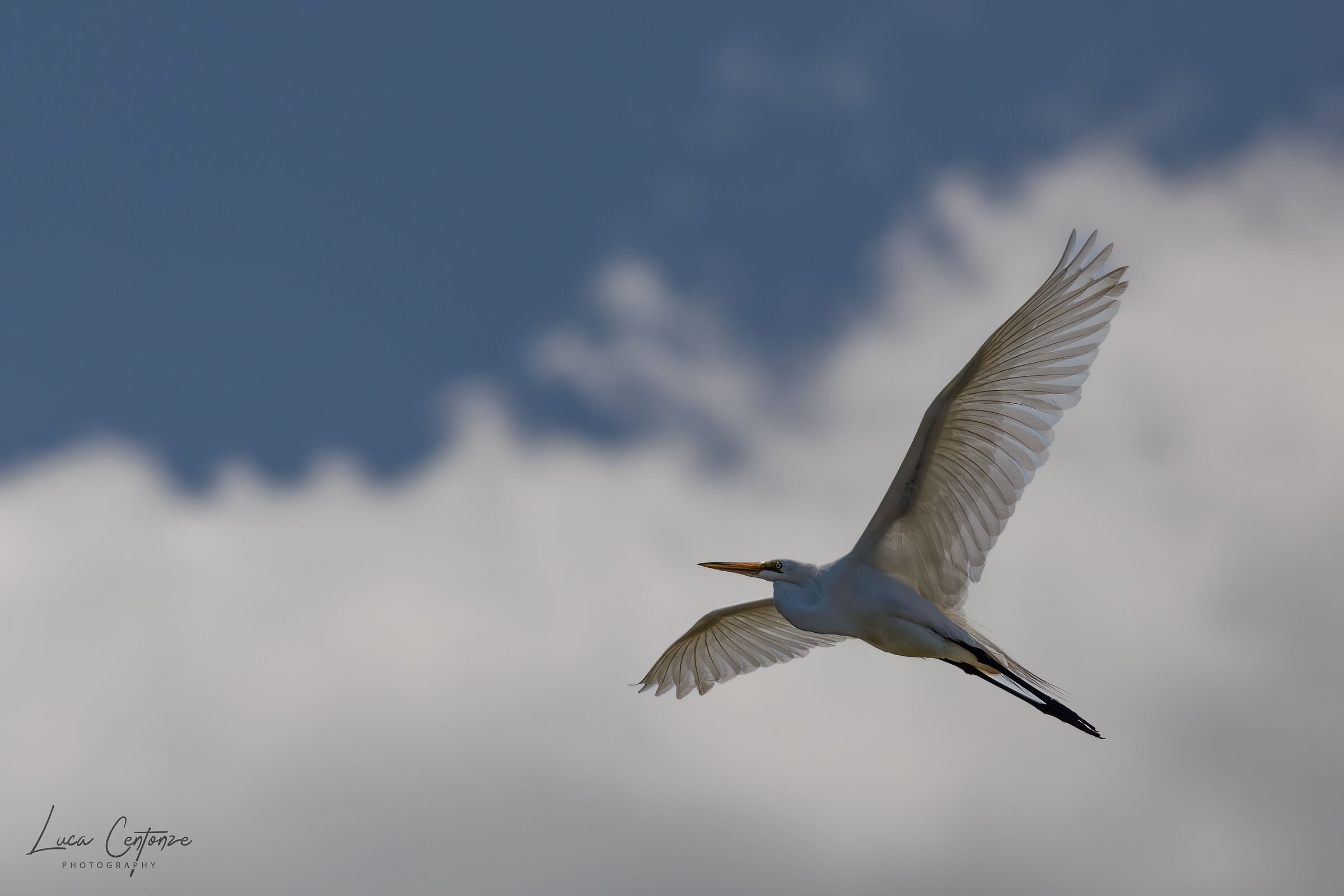 Great Egret (Ardea alba)...