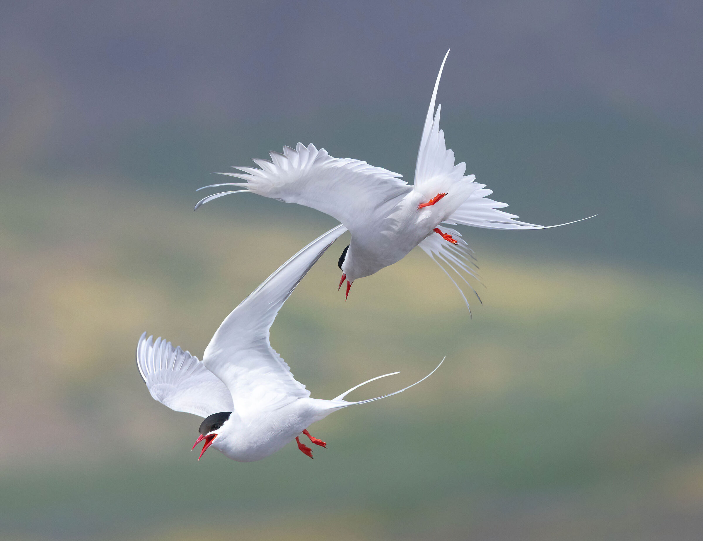 Bickering between arctic terns...