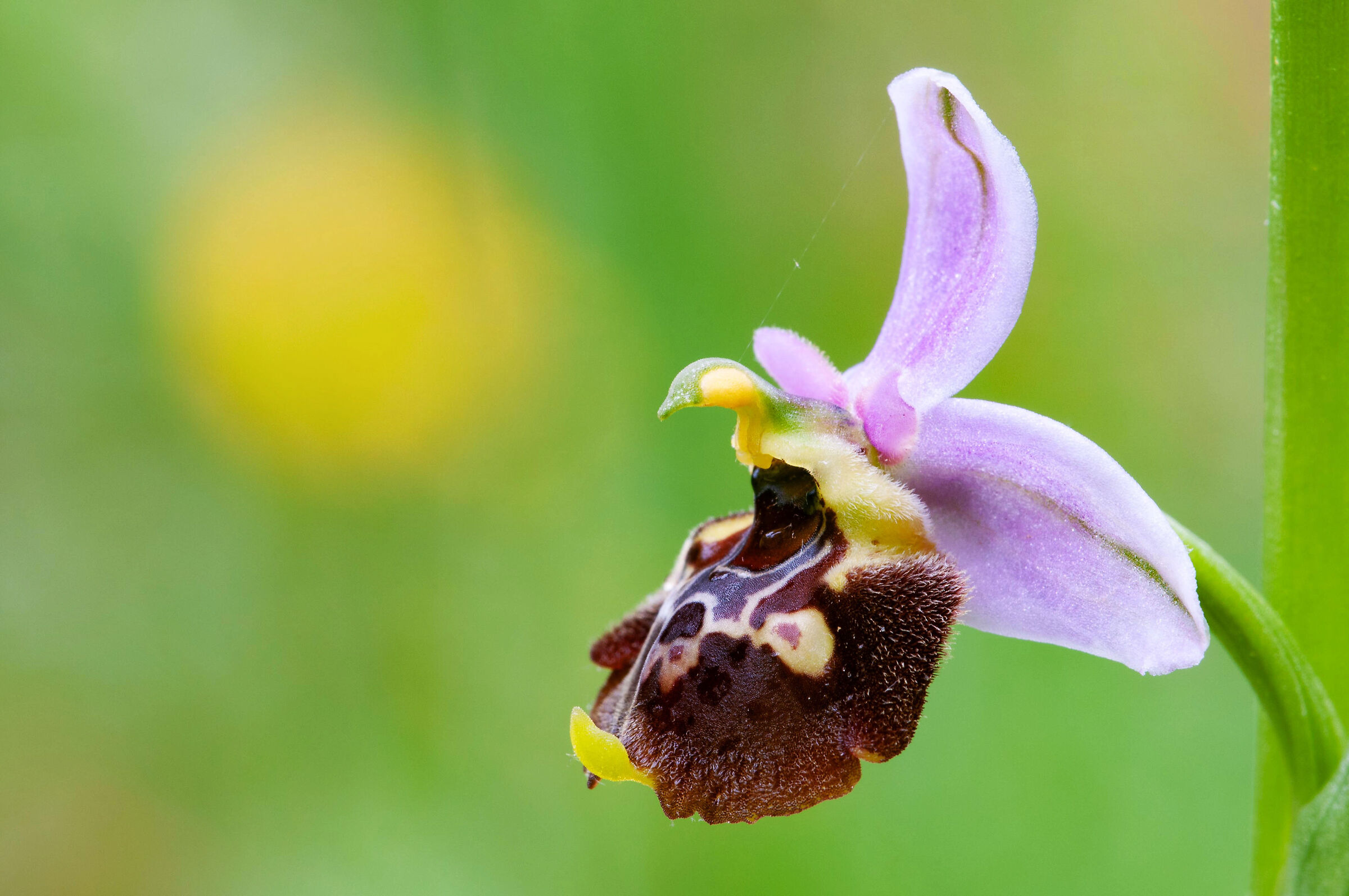 Ophrys fuciflora...