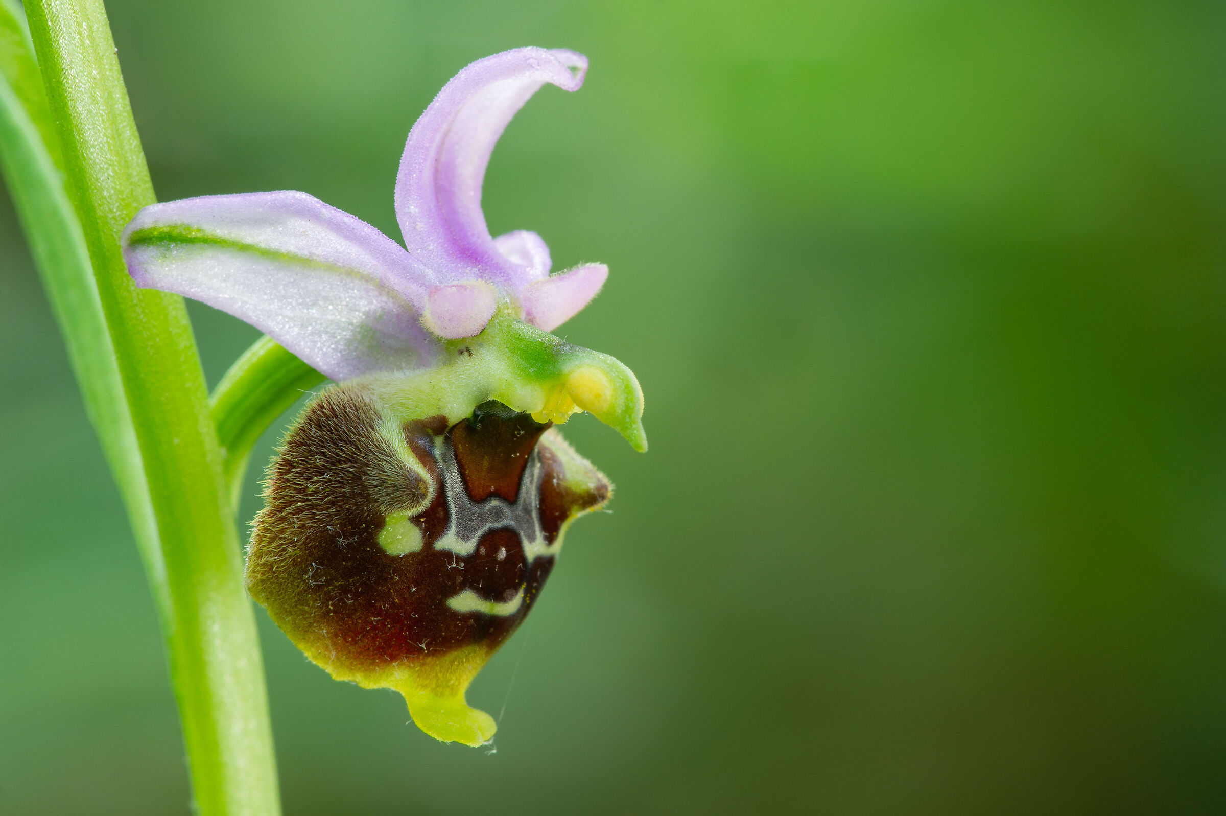 Ophrys holosericea Ssp gracilis...