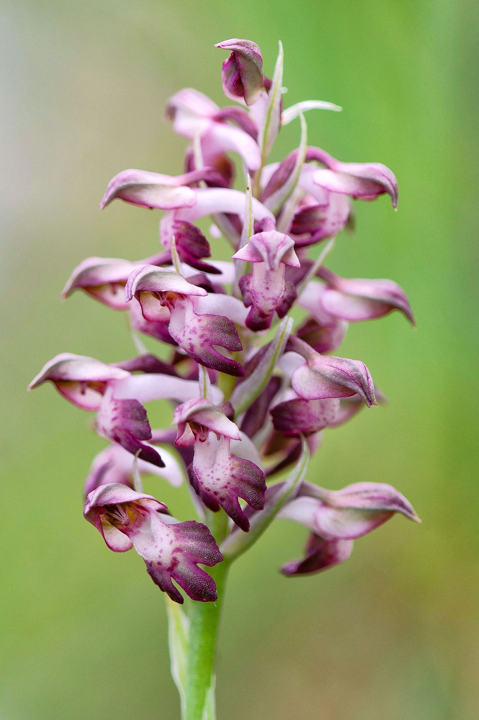 Anacamptis coriophora - orchidea cimicina profumata...