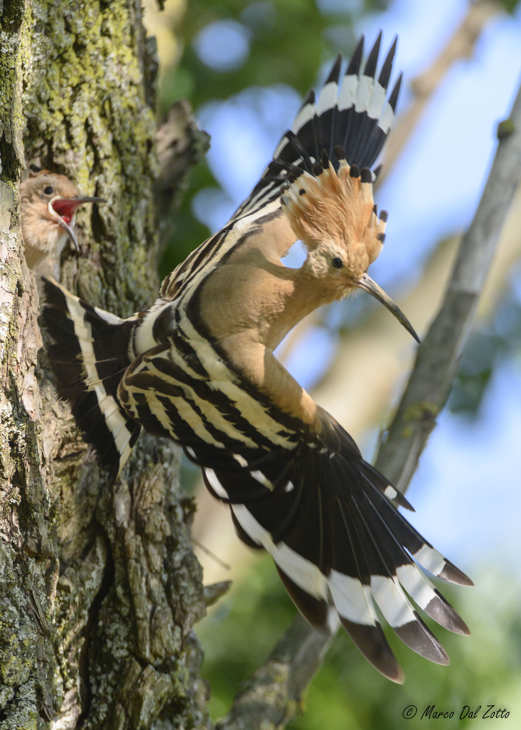 Young hoopoes never satiated ...