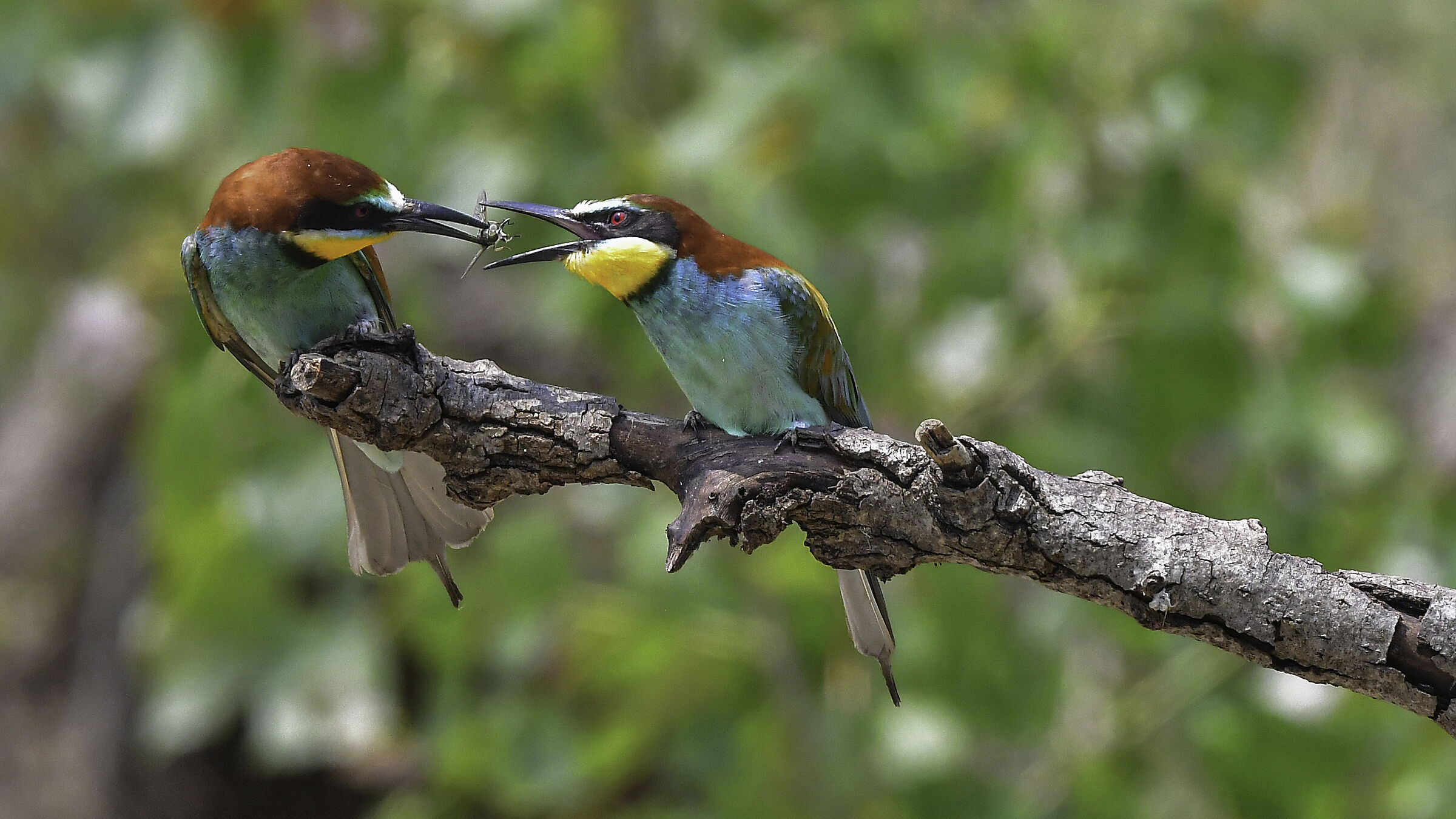 Bee-eaters. Gift offering!!...