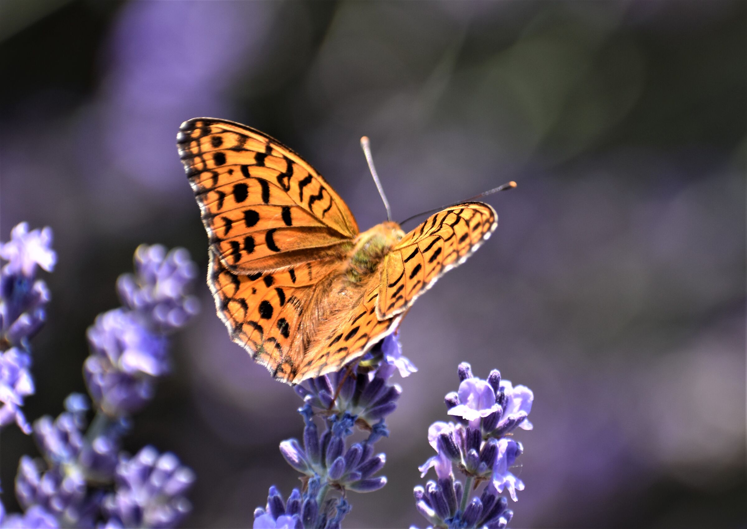 Butterfly on lavender field...