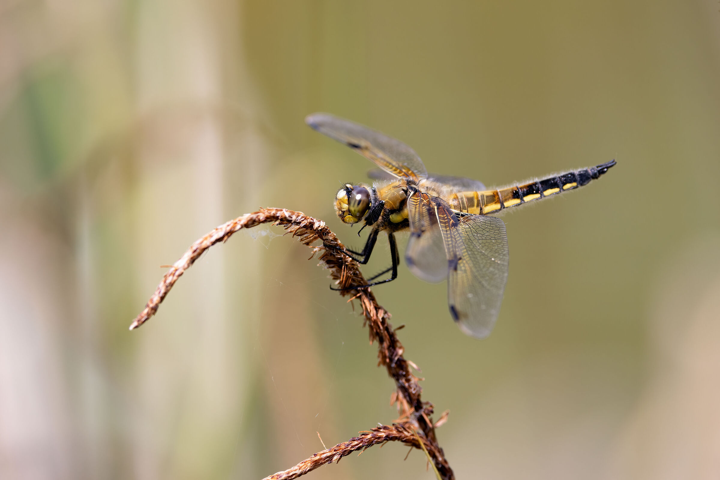Four-spotted dragonfly...