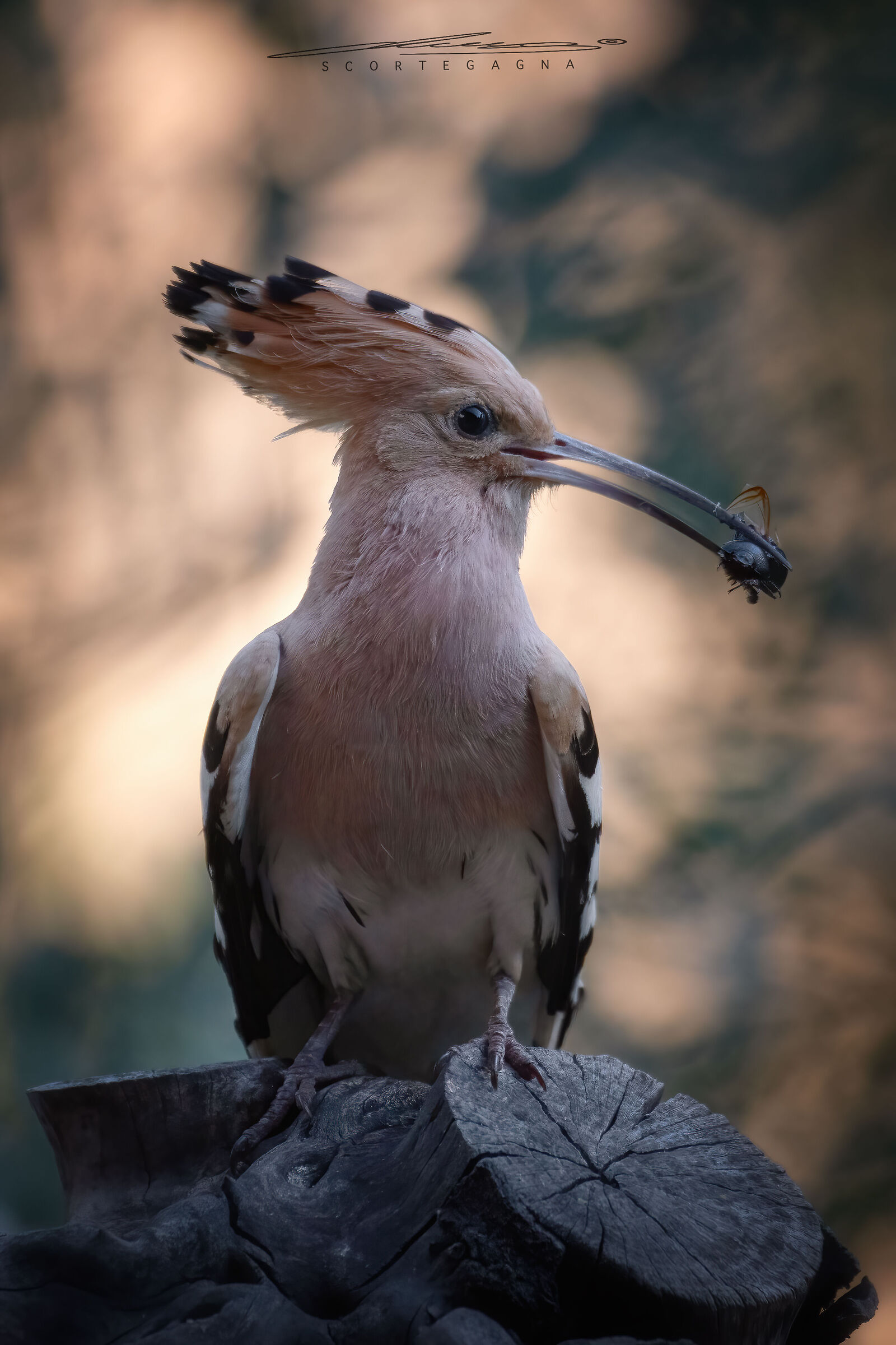 Hoopoe at the last light of day...