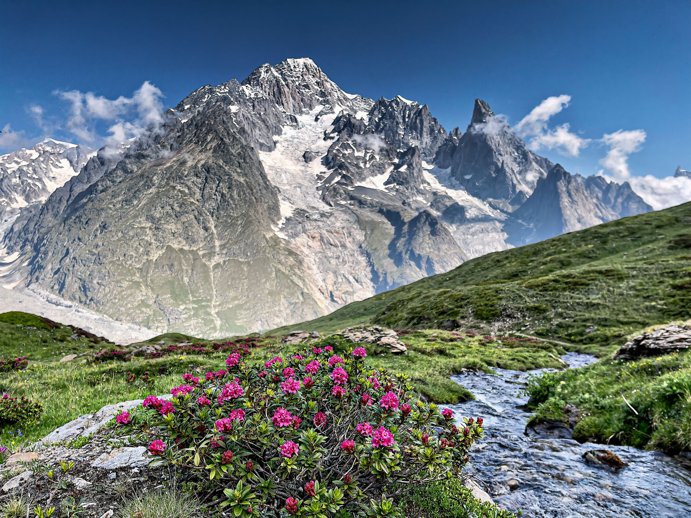 Mont Blanc and rhododendrons...