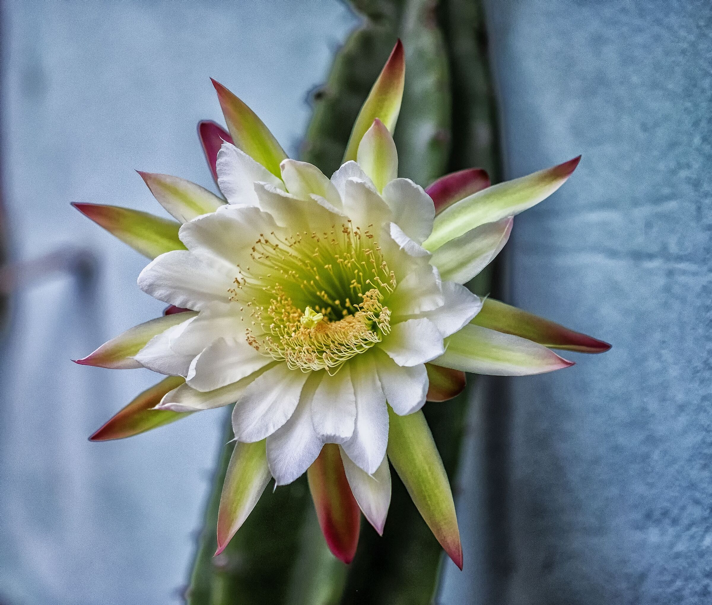 Fiore di Cactus...