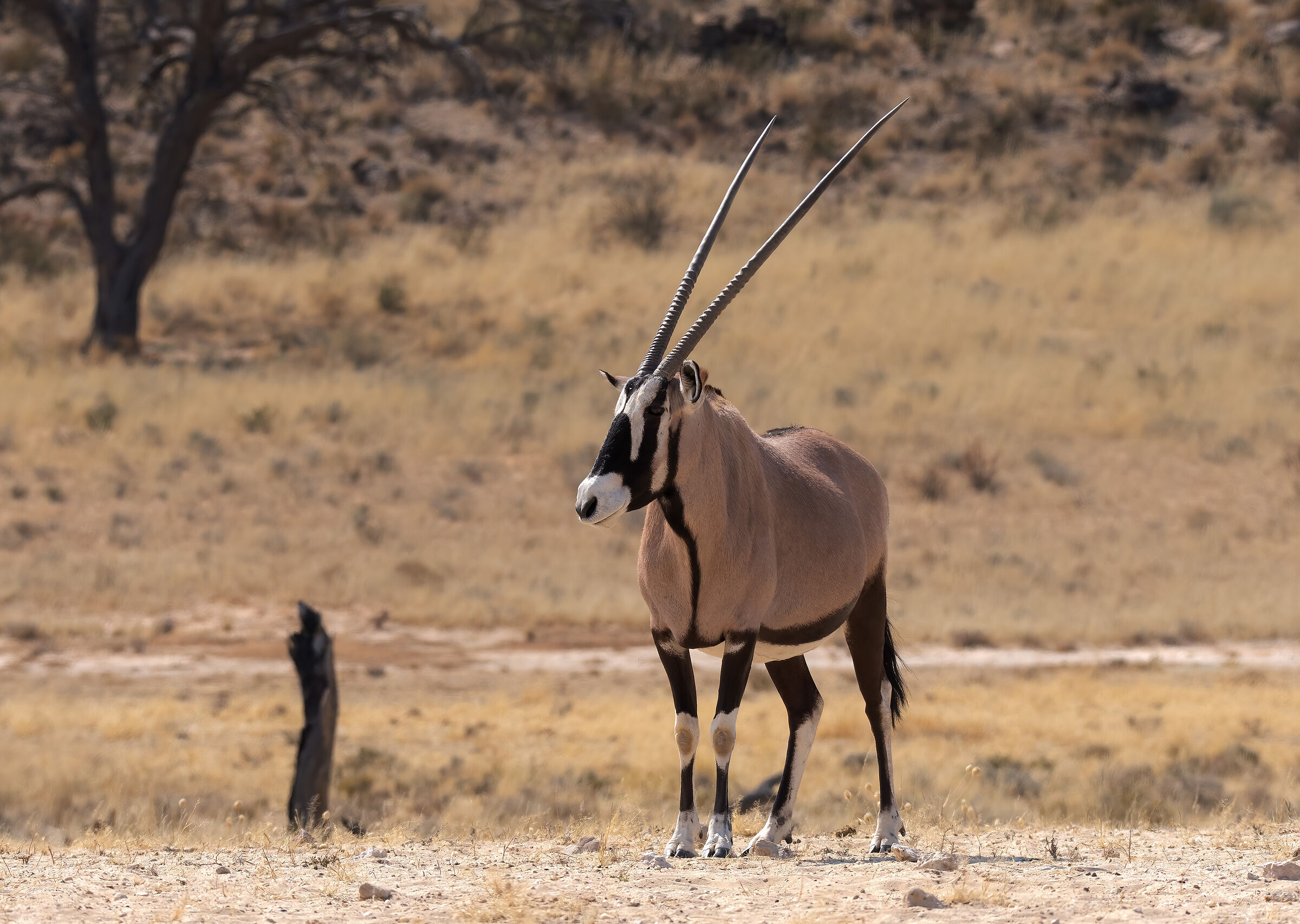 Oryx (Kalahari Desert)...
