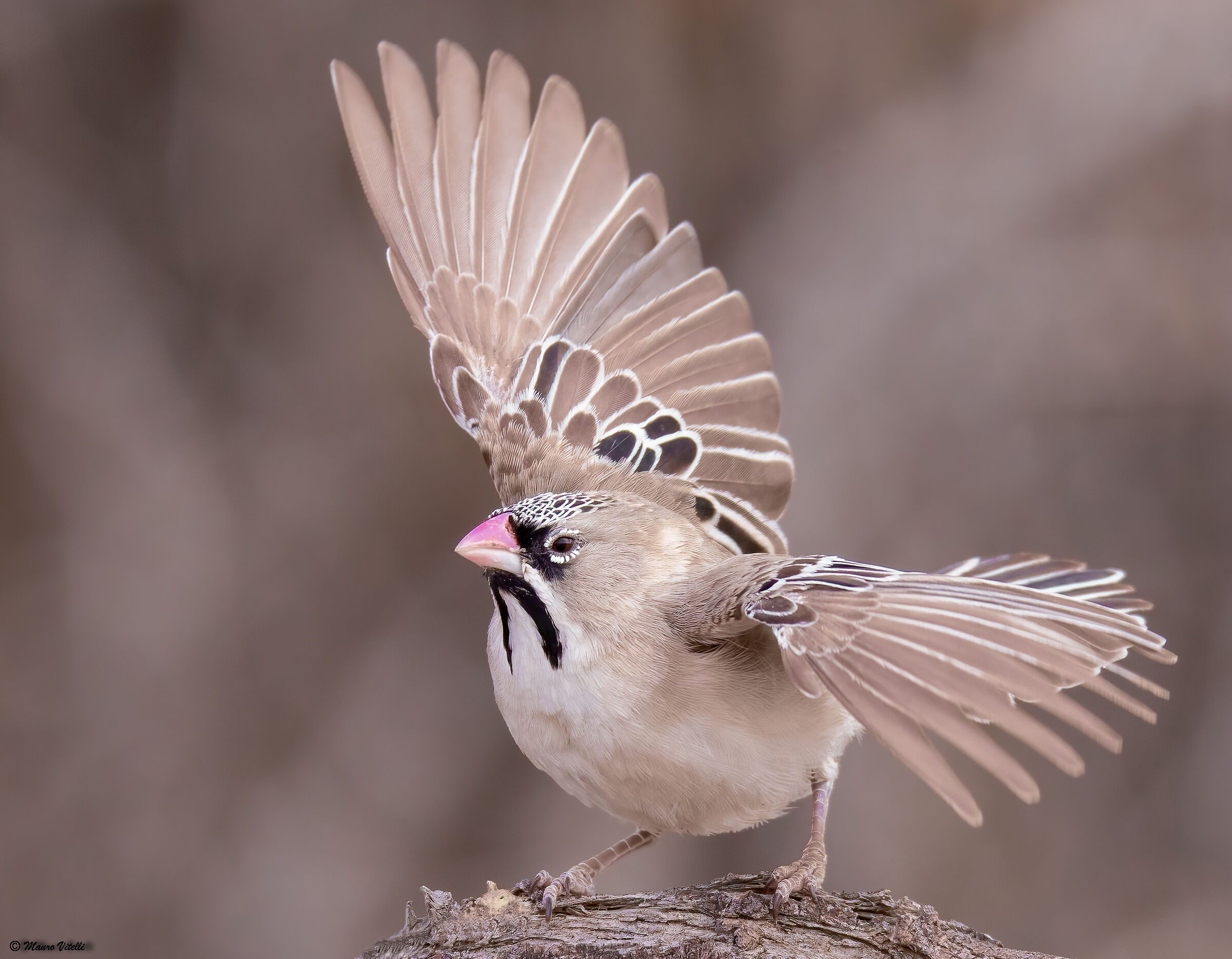 Scaly feathered chaffinch (Kalahari Desert)...