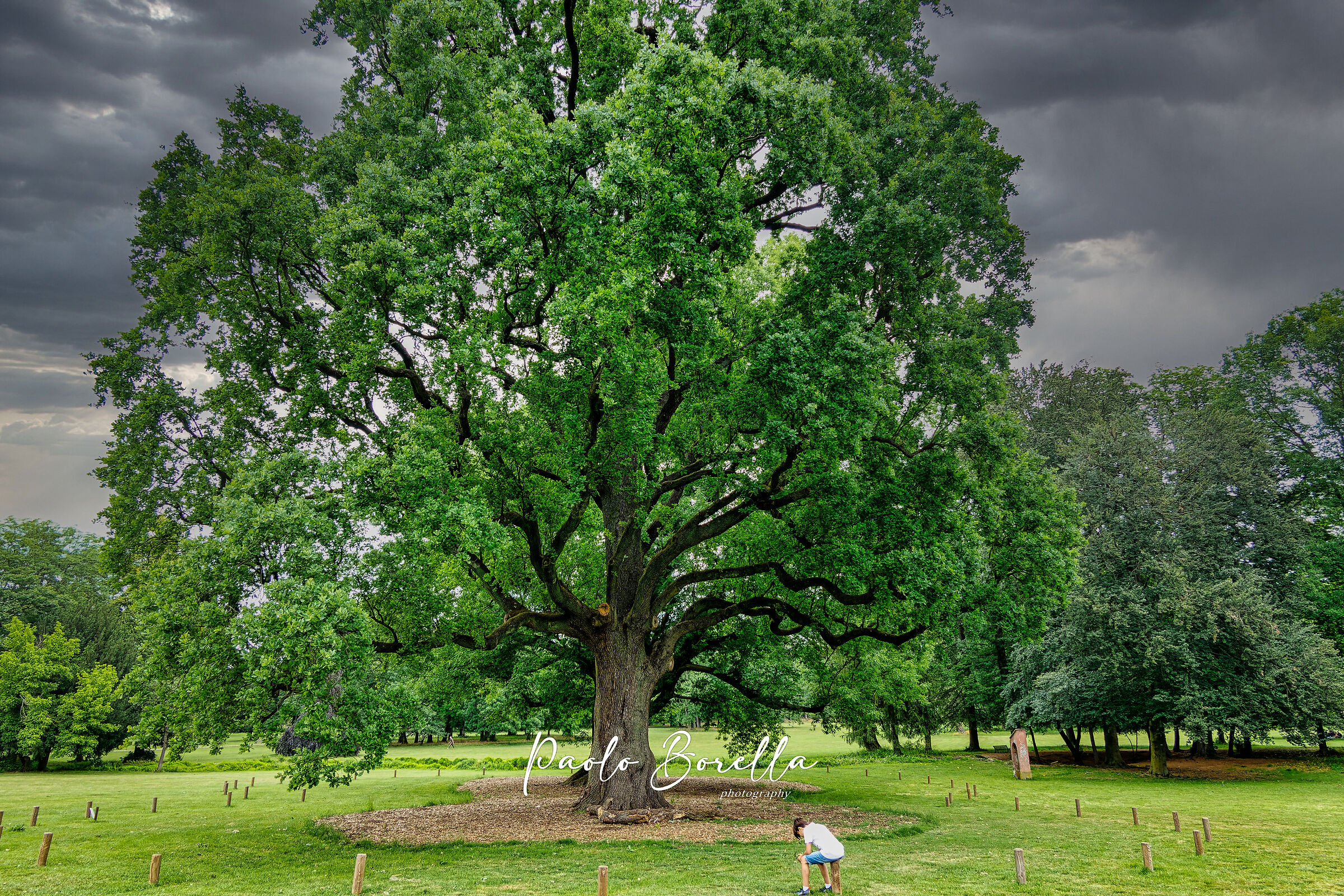 Centuries-old oak Monza Park...