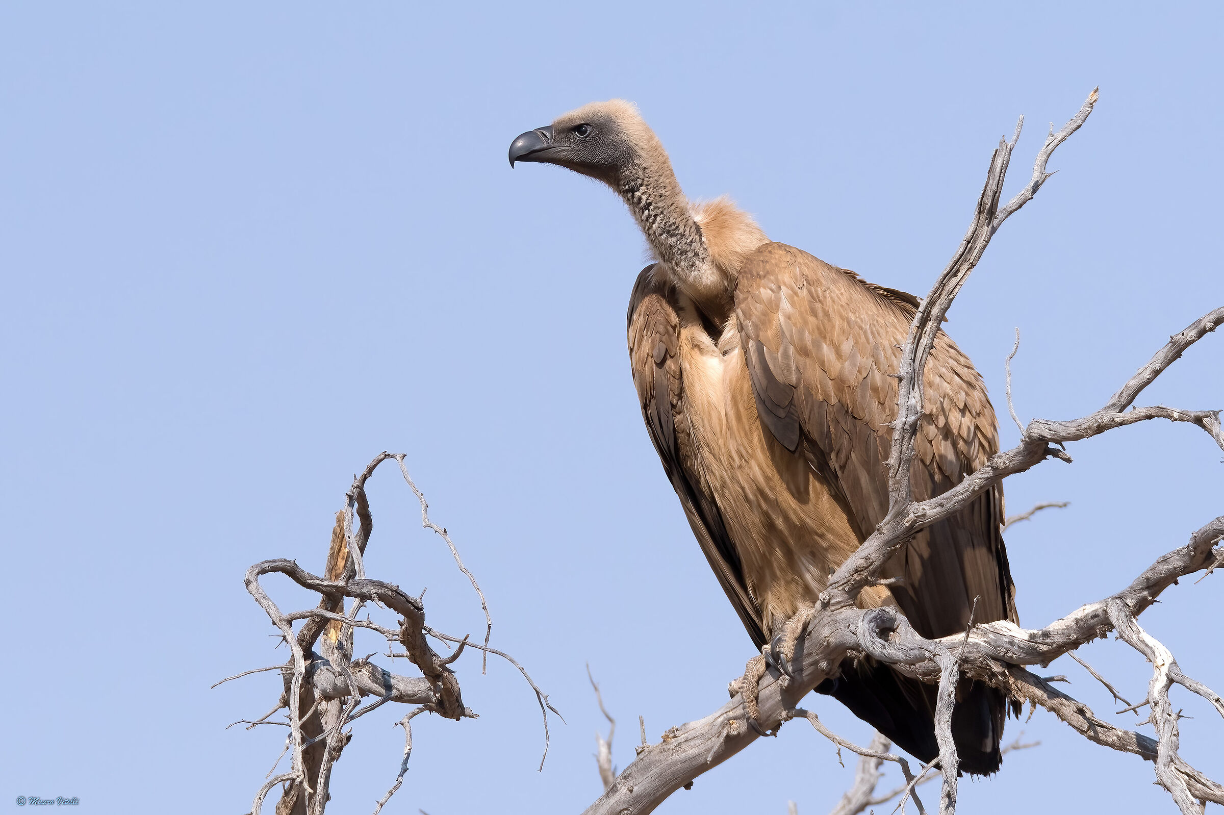 Avvoltoio (Gyps africanus) deserto del Kalahari...